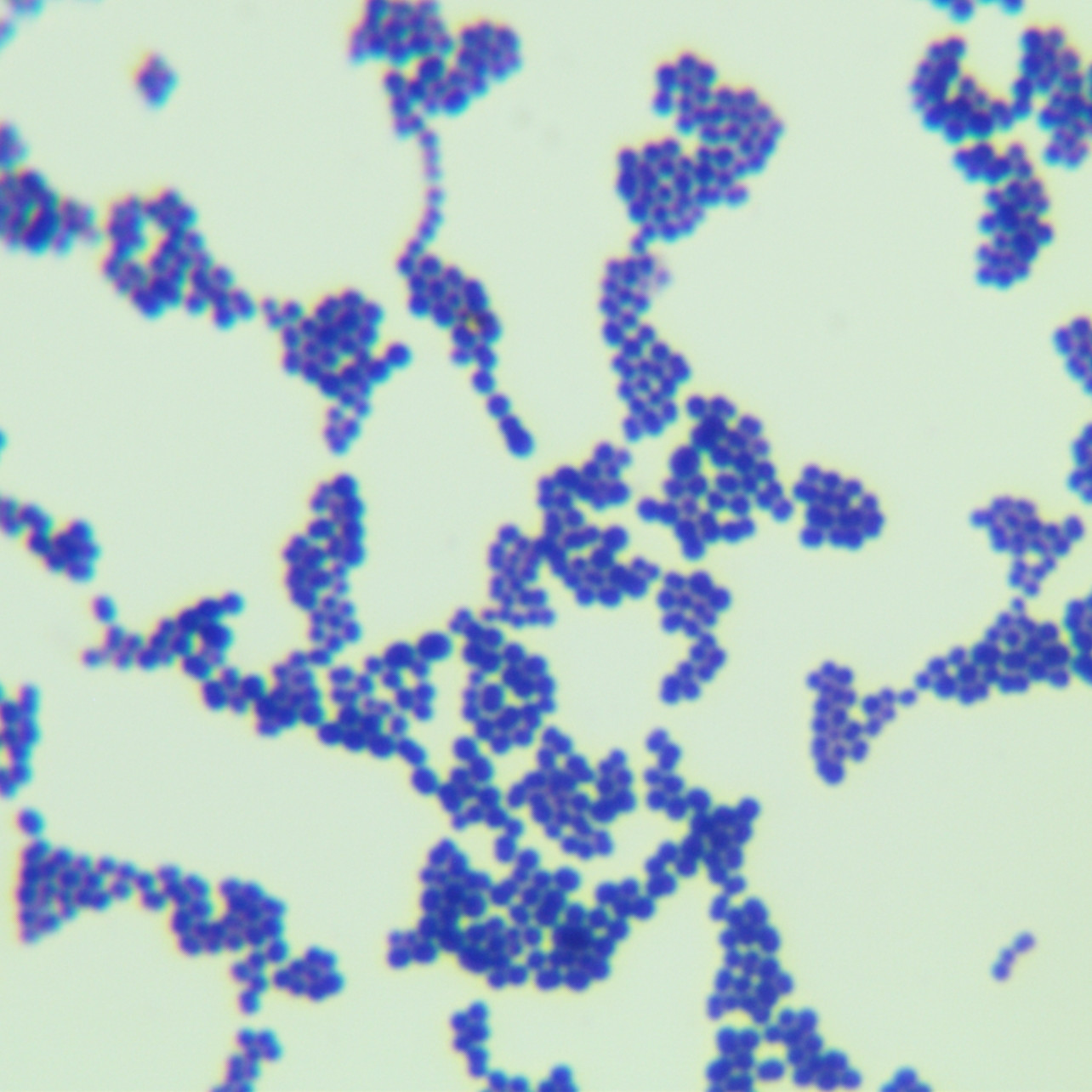 Streptococcus pyogenes-BNCC