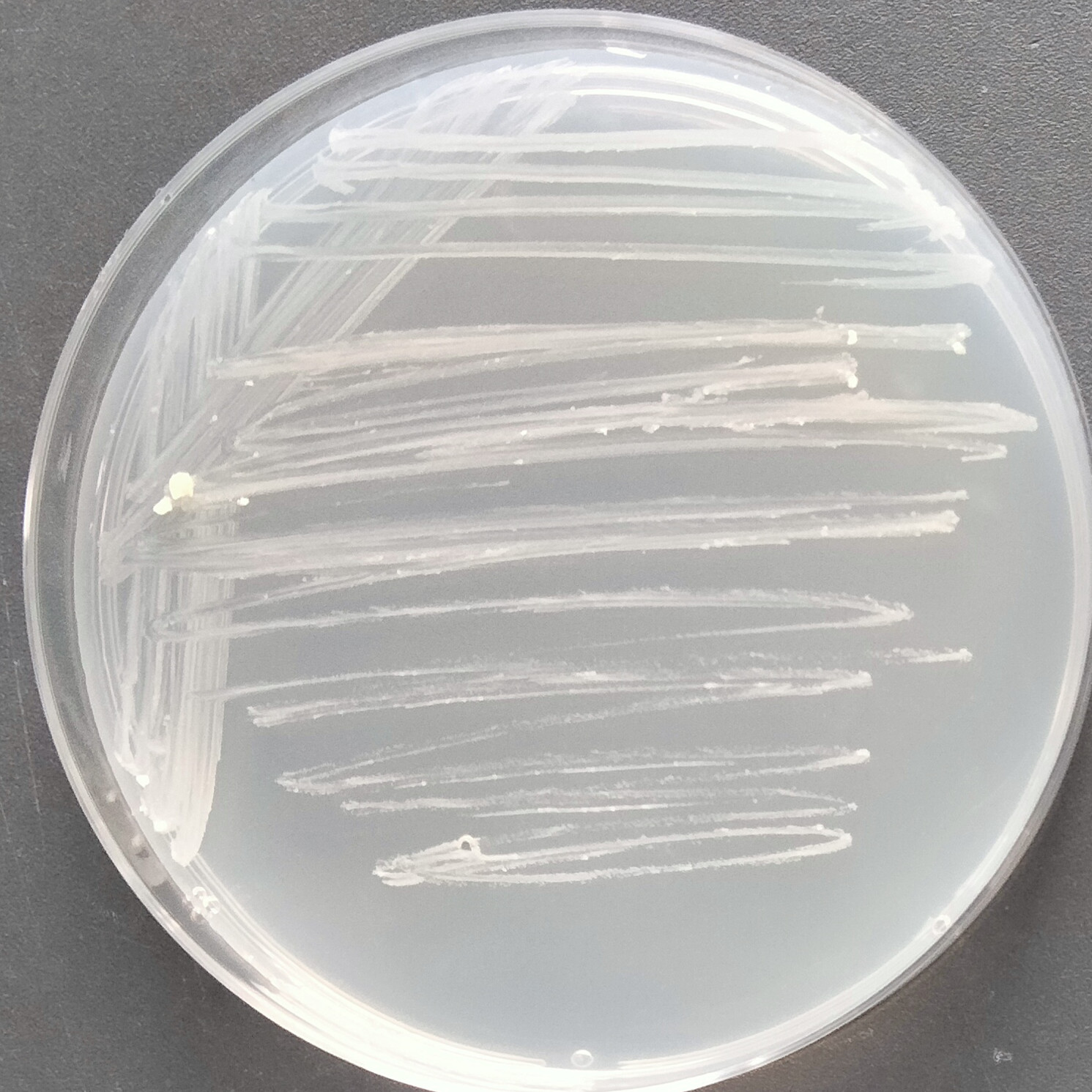 Milk white mycobacteria-BNCC
