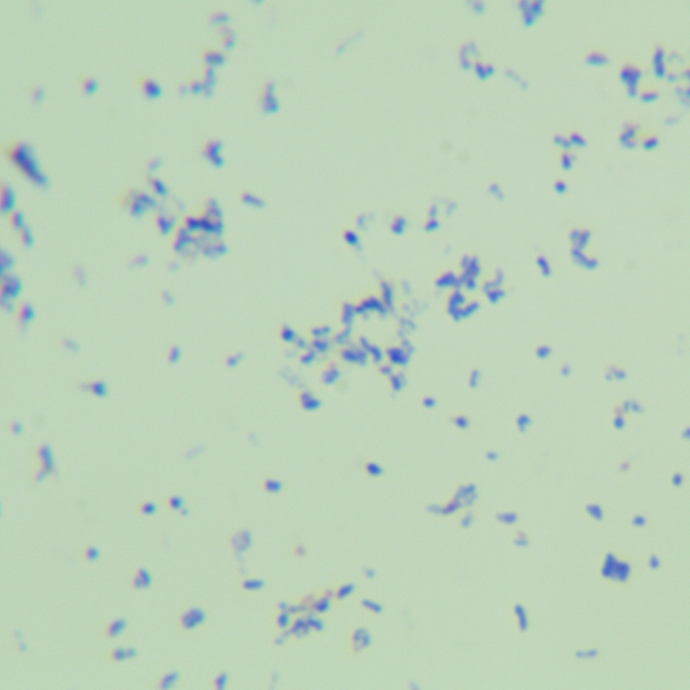 Milk white mycobacteria-BNCC