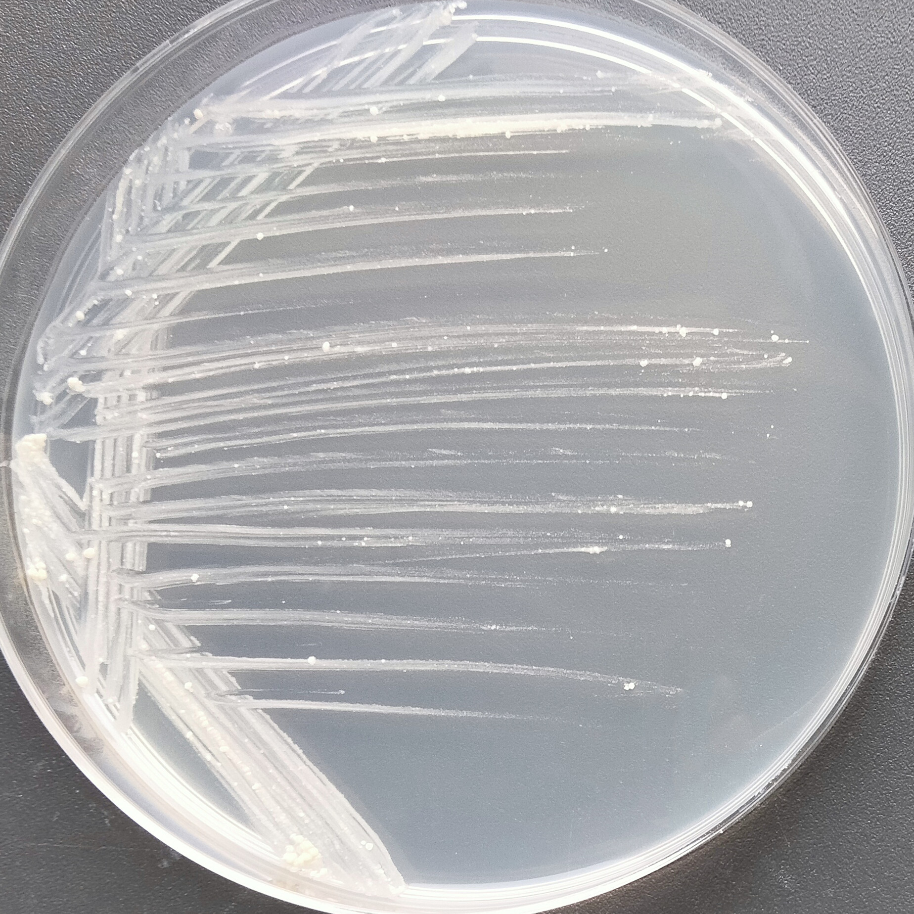 Mycobacterium Ingelheim-BNCC
