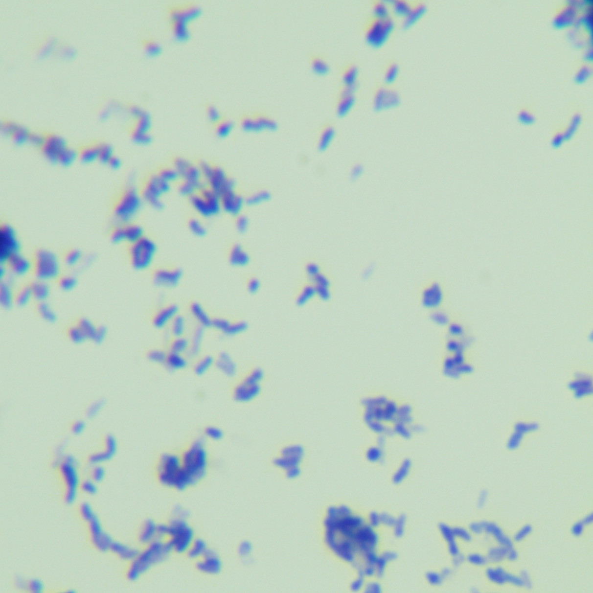 Mycobacterium Ingelheim-BNCC