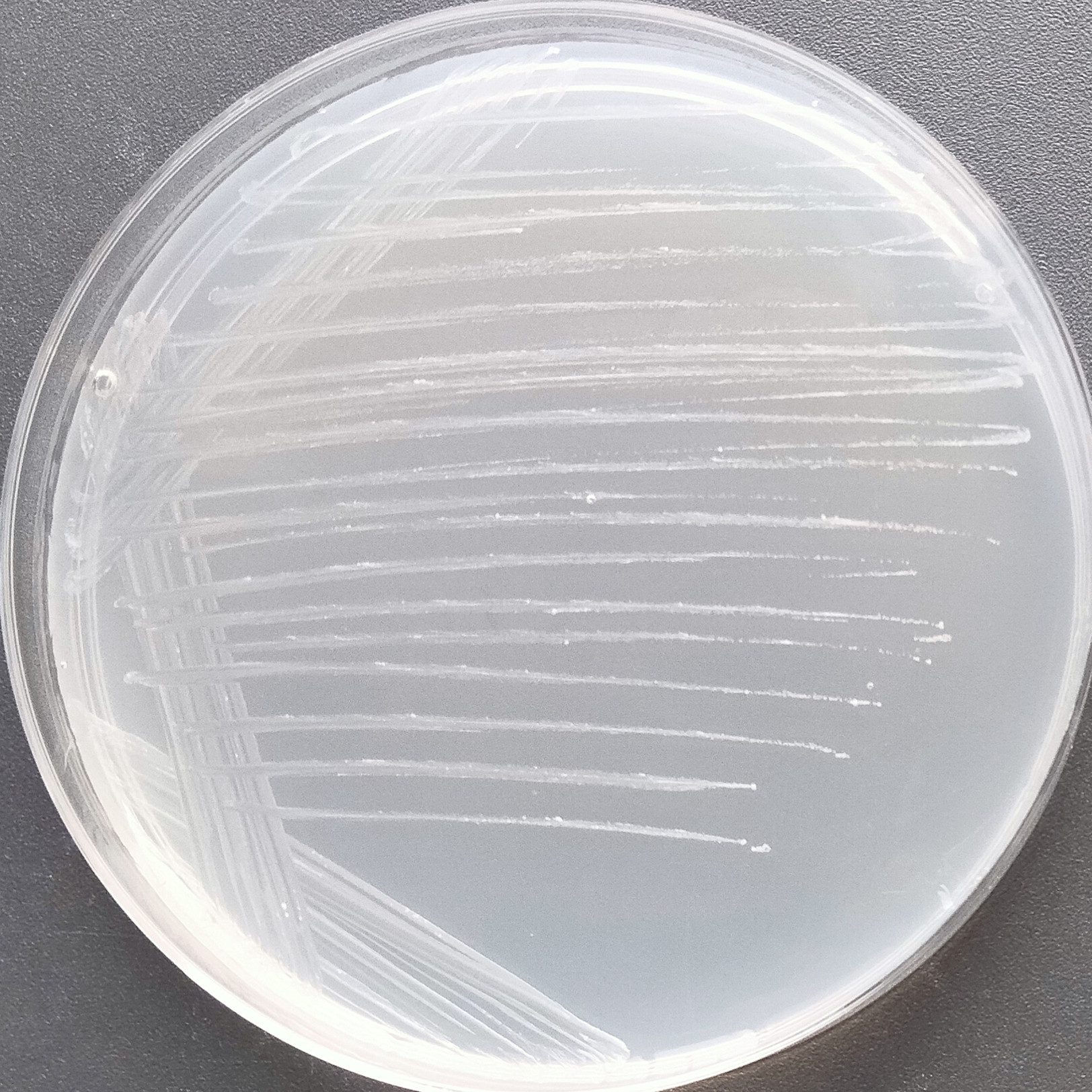 Iraklion mycobacteria-BNCC