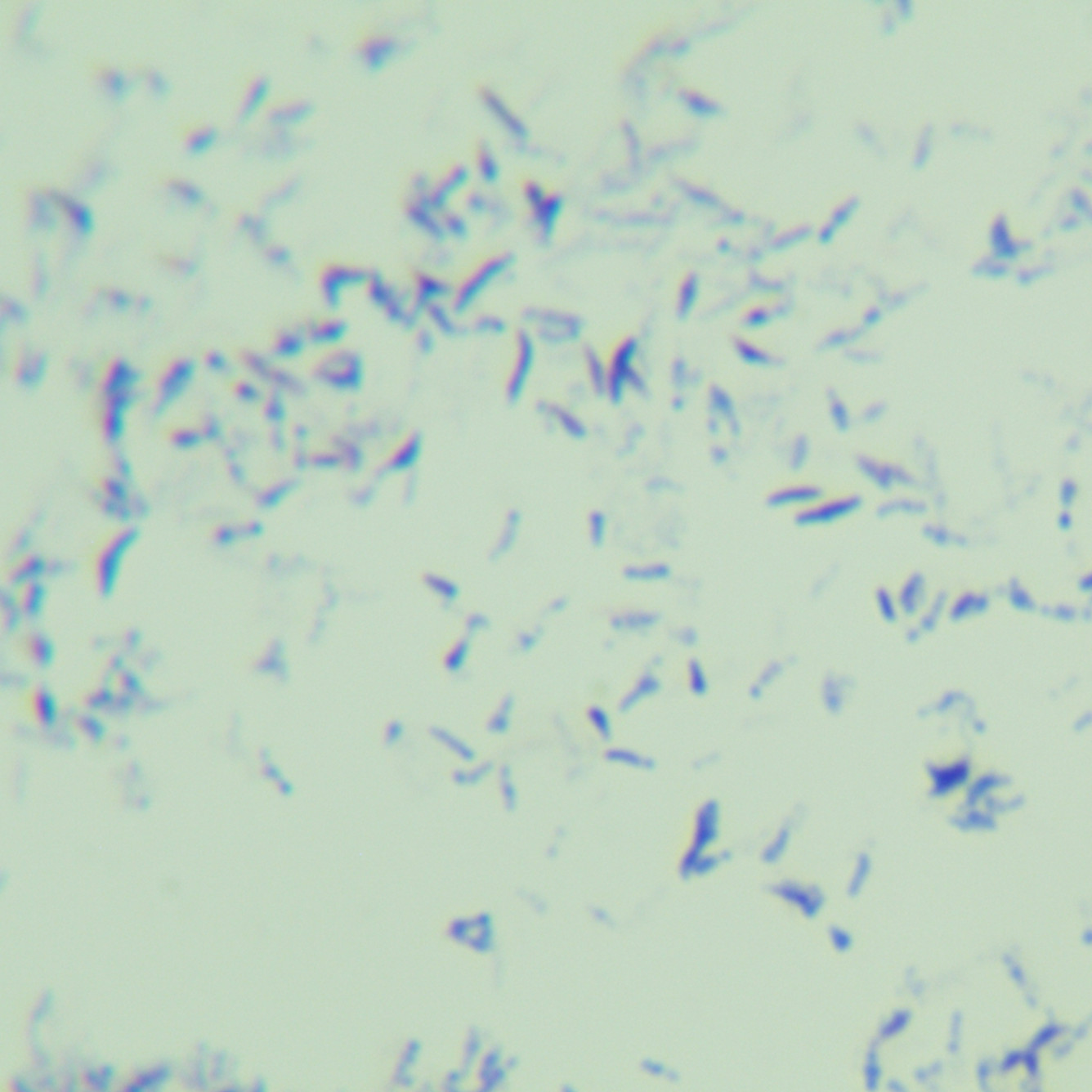 Iraklion mycobacteria-BNCC