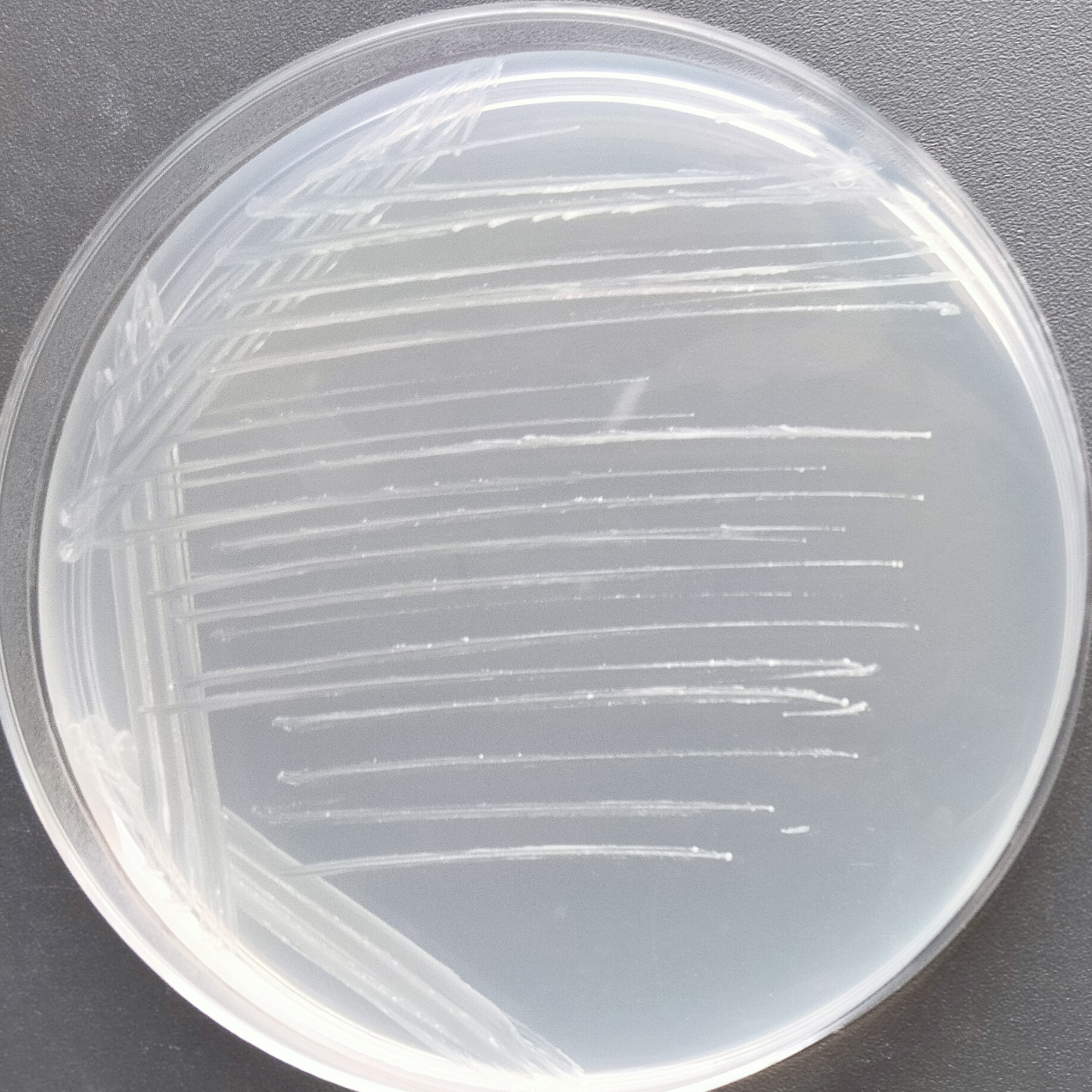 Virginia mycobacteria-BNCC