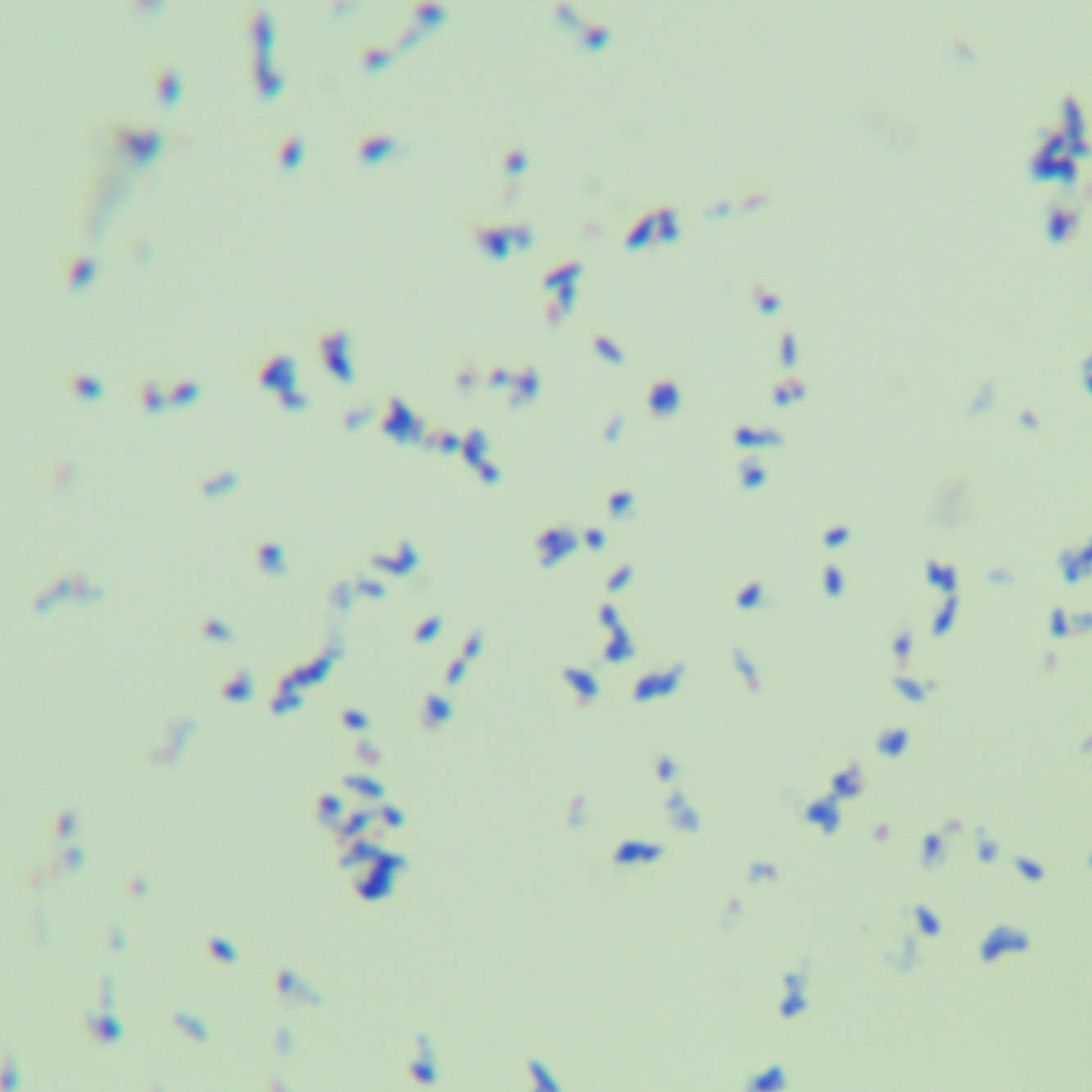 Virginia mycobacteria-BNCC