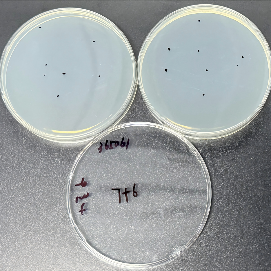 Golden yellow mycobacteria-BNCC