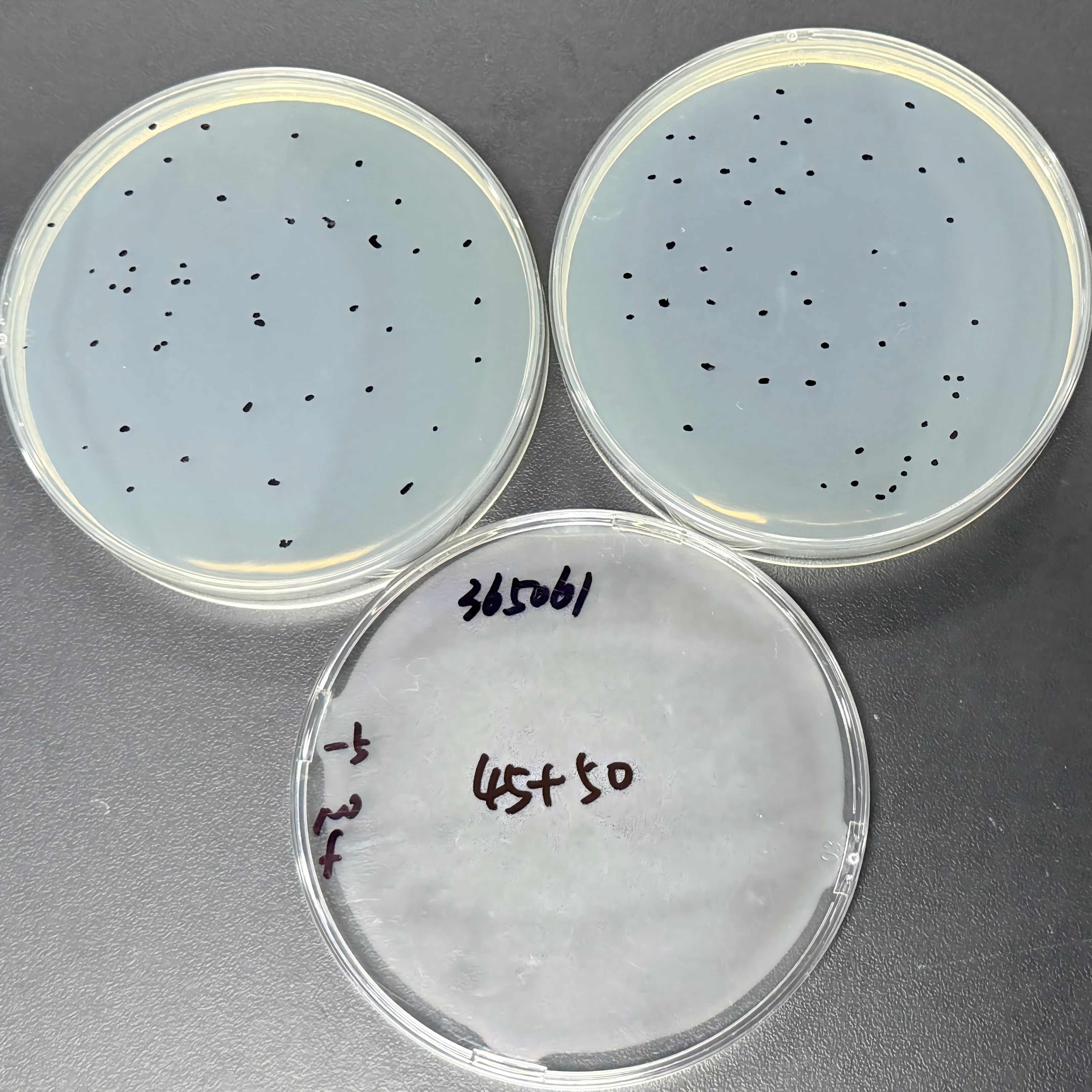 Golden yellow mycobacteria-BNCC