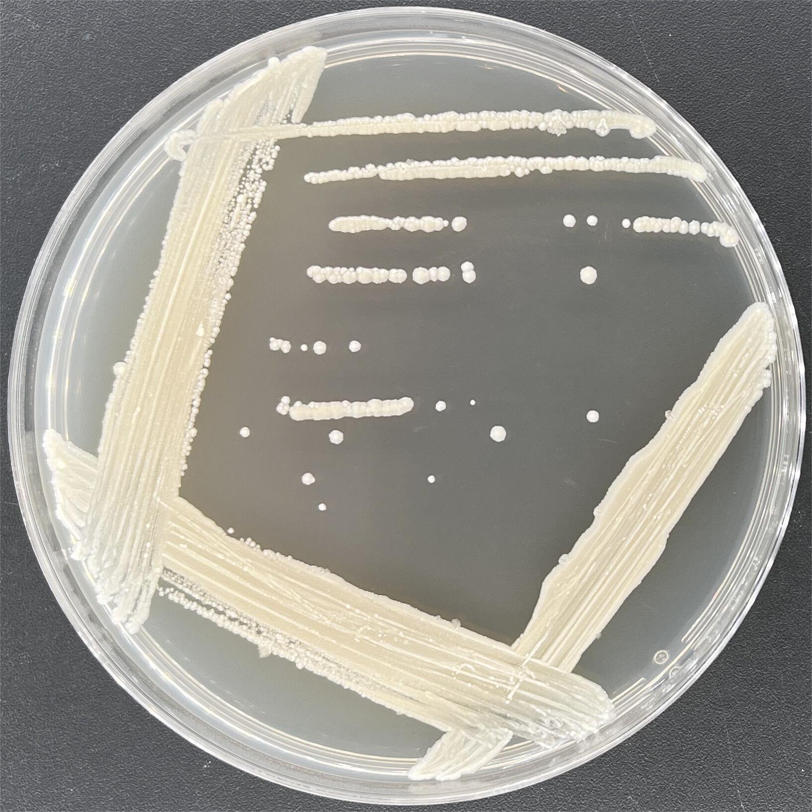 Pseudomonas aeruginosa-BNCC