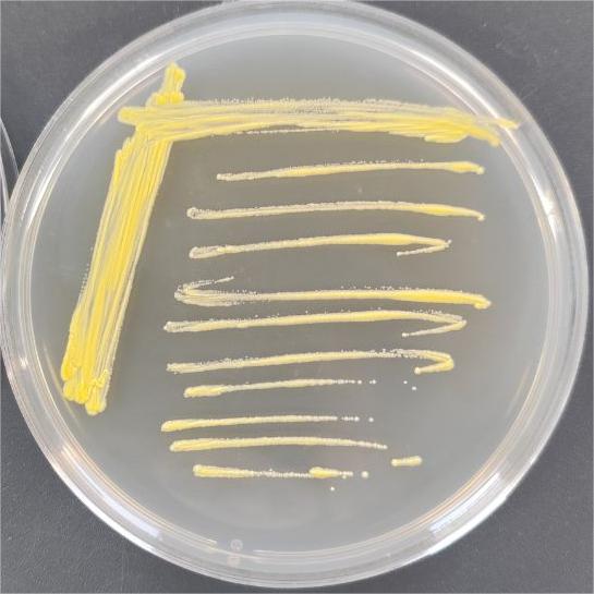 Bacillus parahaemolyticus-BNCC
