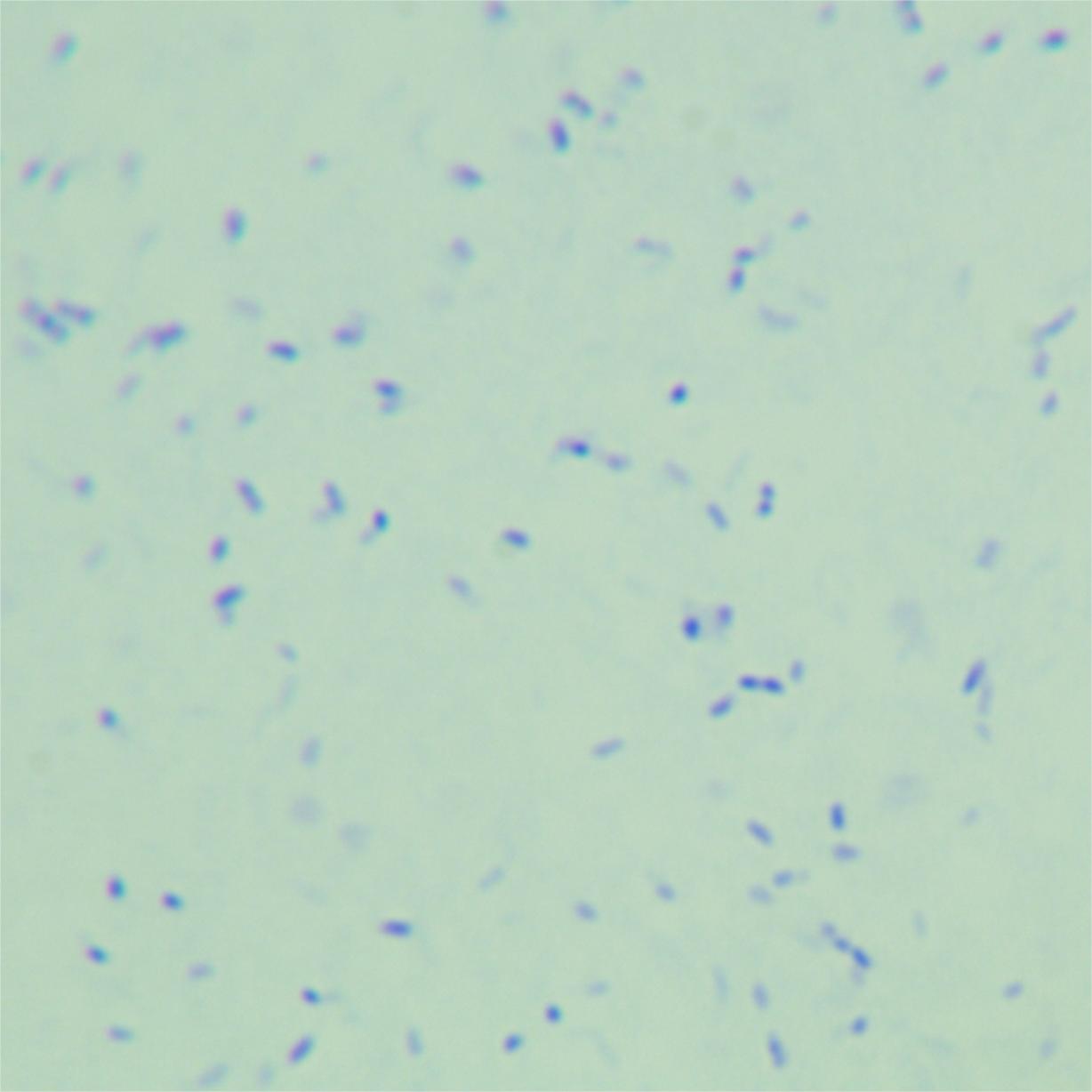 Bacillus parahaemolyticus-BNCC