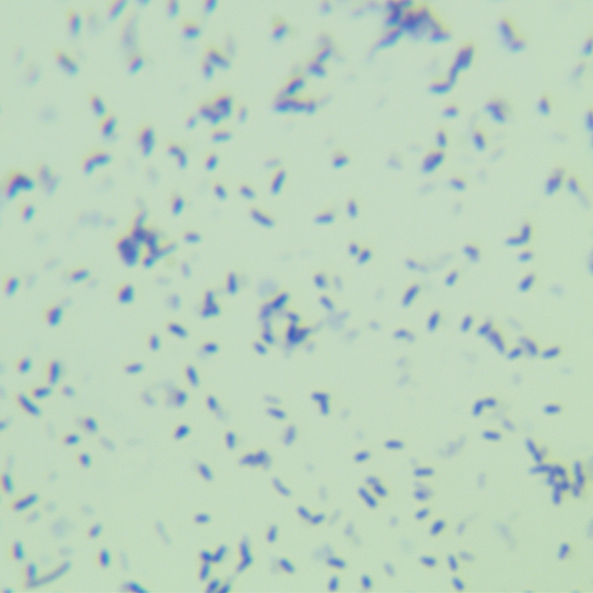 Triple mycobacteria-BNCC