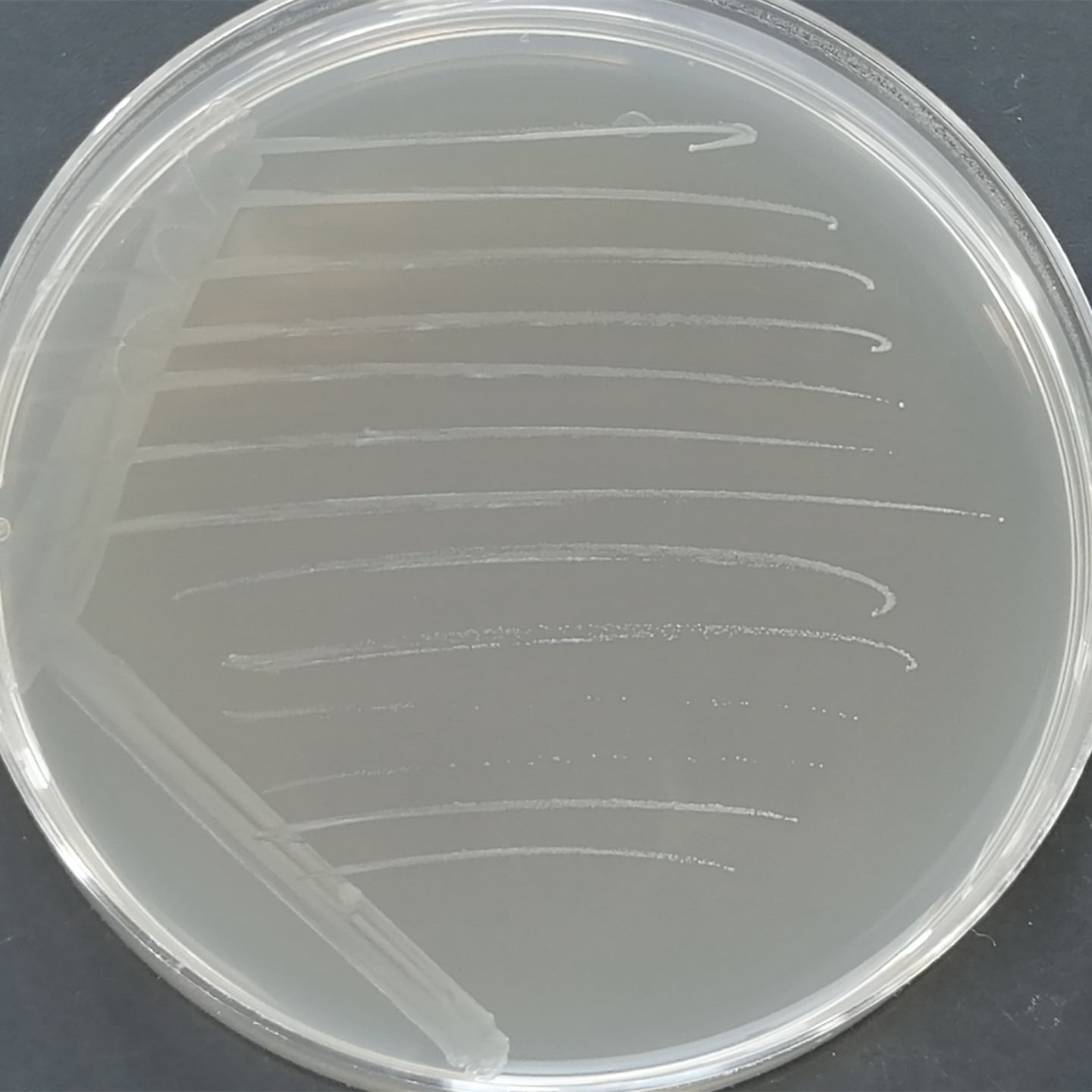 Triple mycobacteria-BNCC