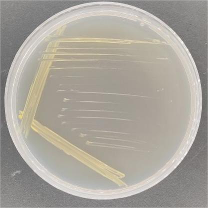 Wound mycobacteria-BNCC