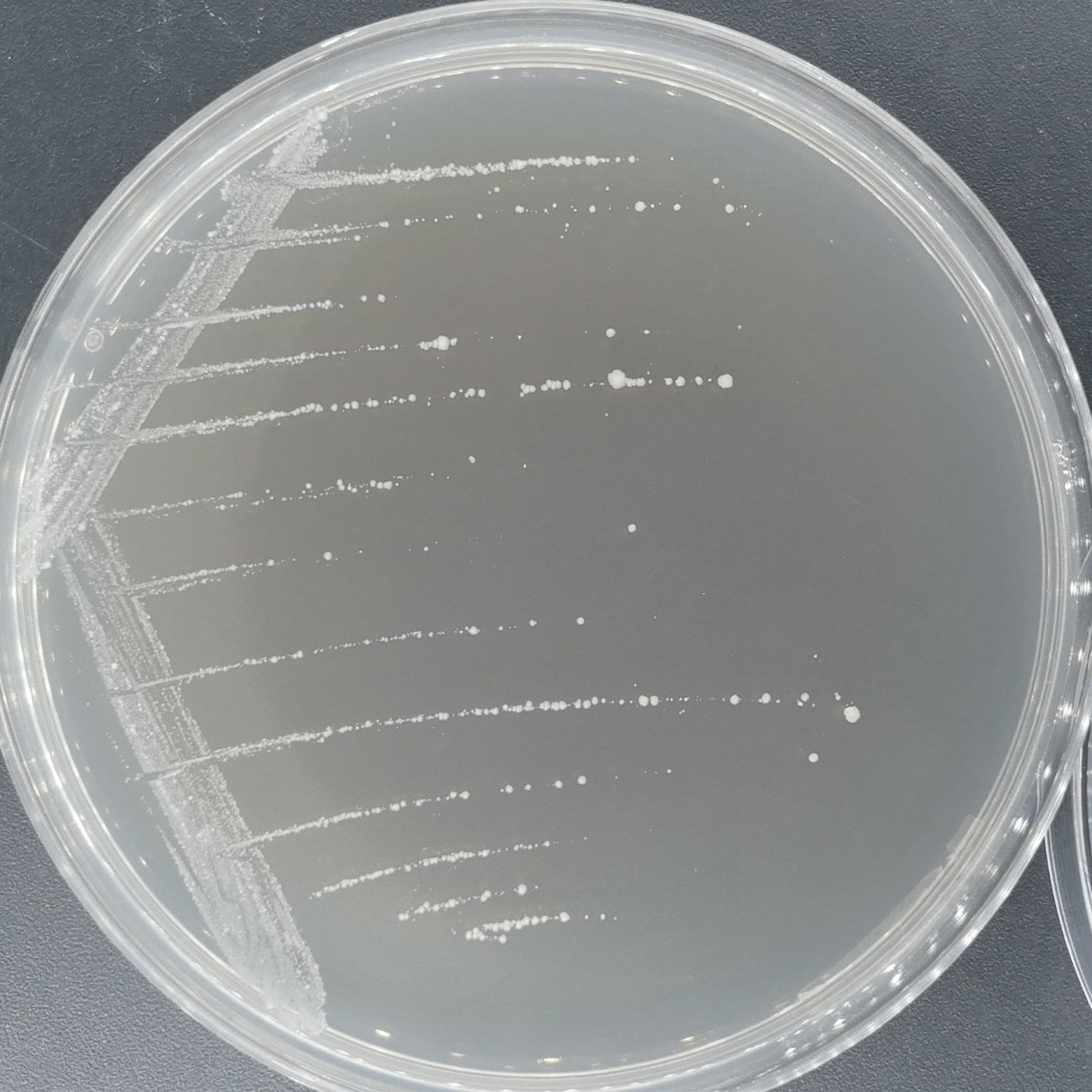 Lombard mycobacteria-BNCC
