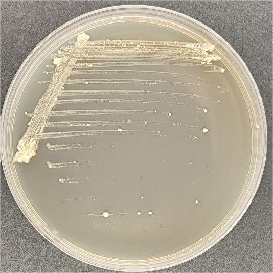 Riyadh mycobacteria-BNCC