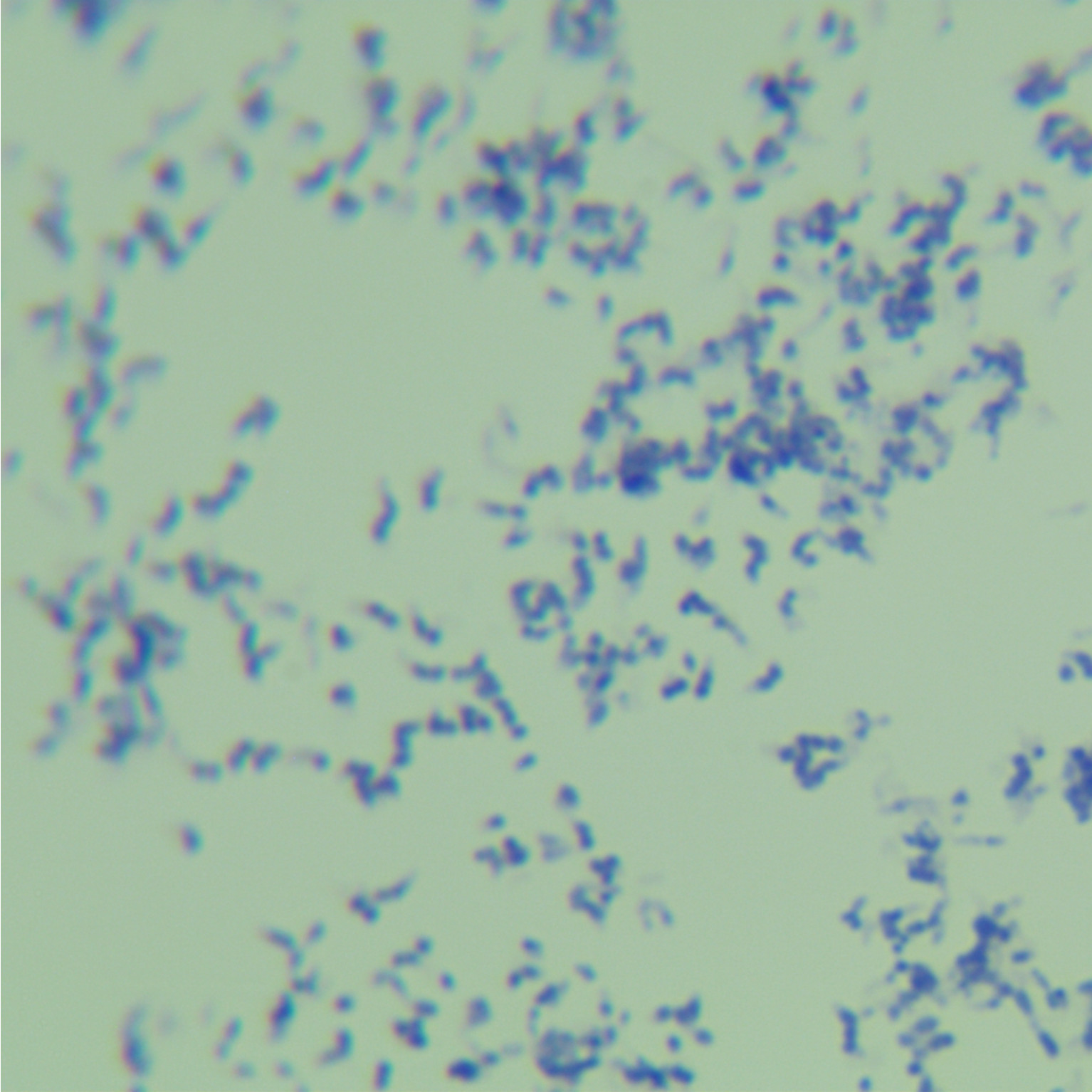 Als mycobacteria-BNCC