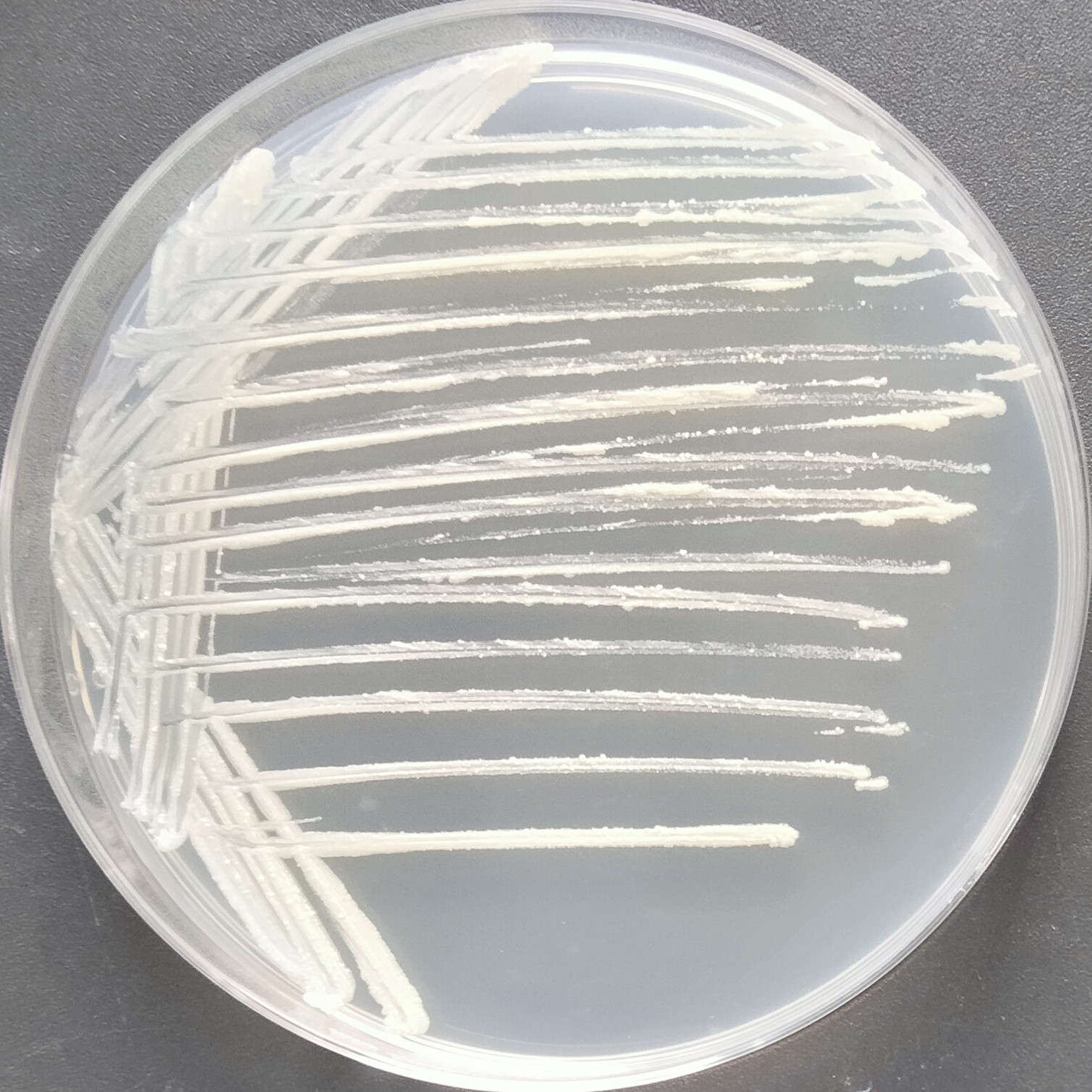 Newly born mycobacteria-BNCC