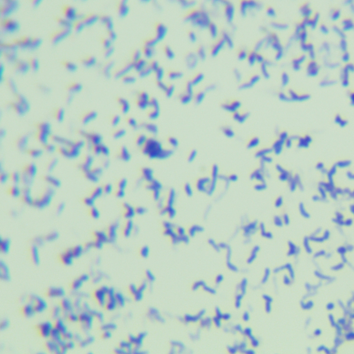 Newly born mycobacteria-BNCC