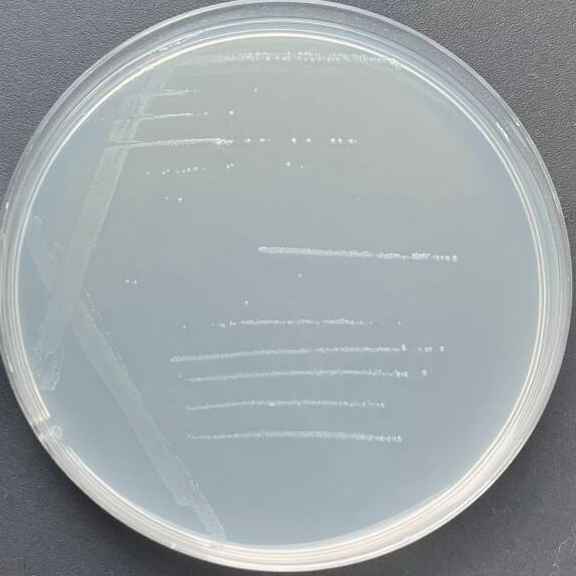 Histidine deficient Salmonella enterica TA97a-BNCC