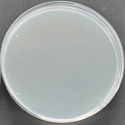 Histidine deficient Salmonella enterica TA97a-BNCC