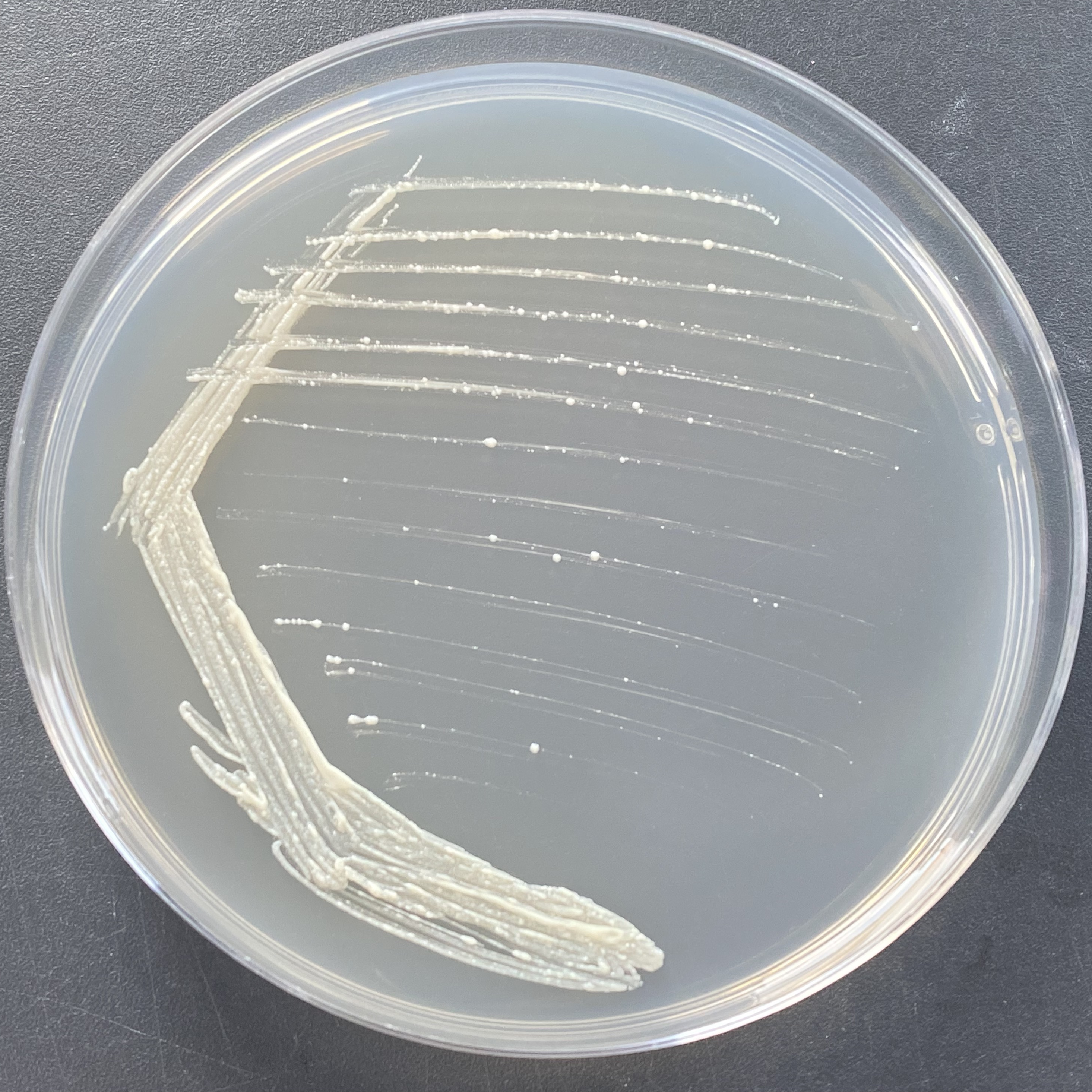 Bacteroides balaci-BNCC