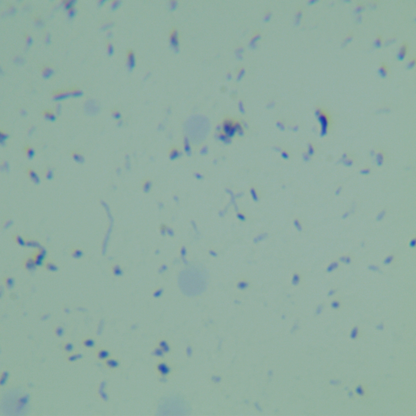 Bacteroides balaci-BNCC
