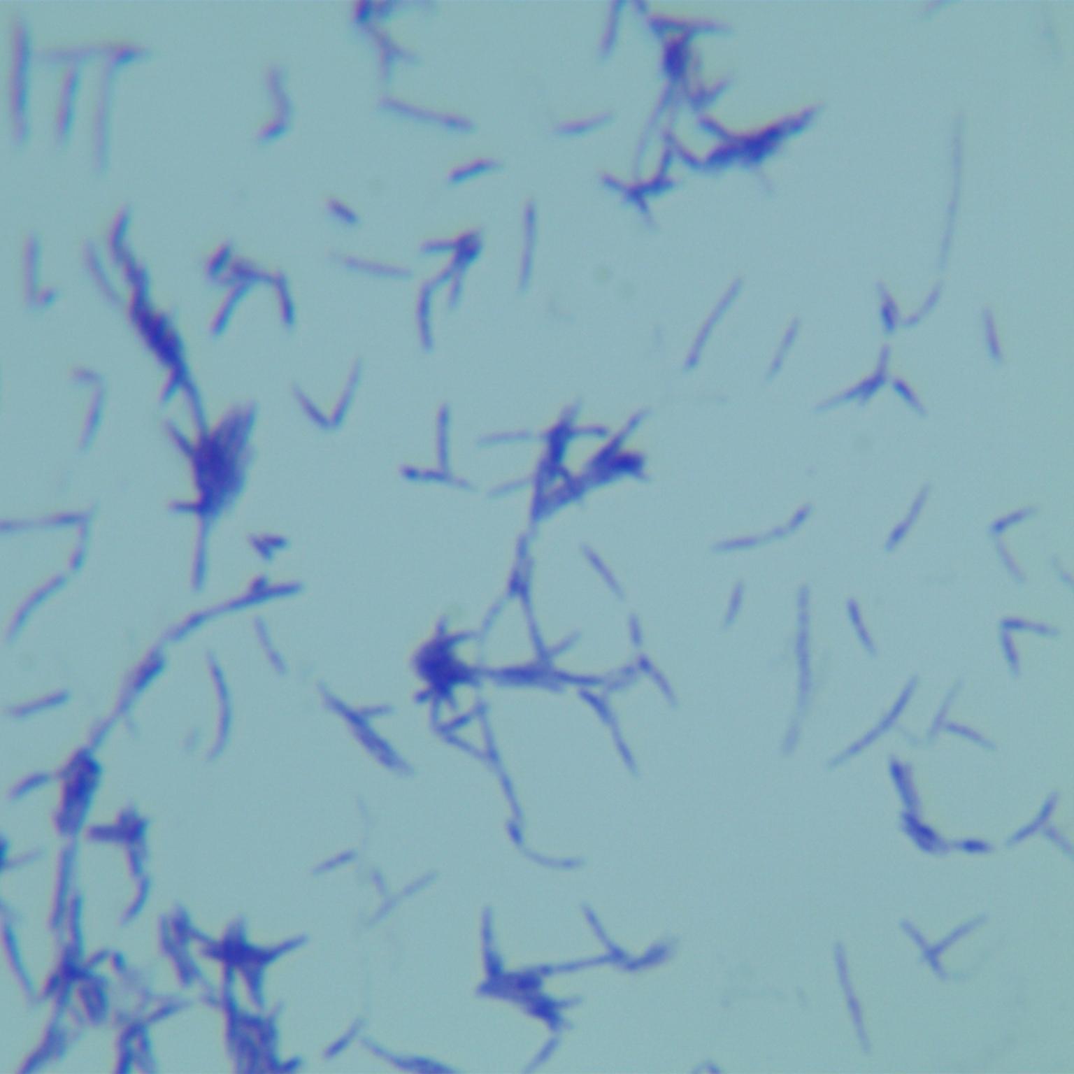 Fusarium mycobacteria-BNCC