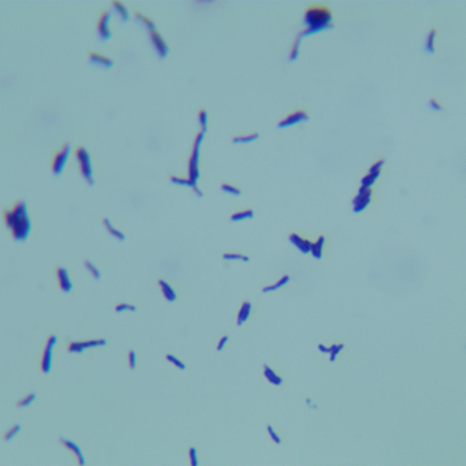 Bacteroides obargii-BNCC