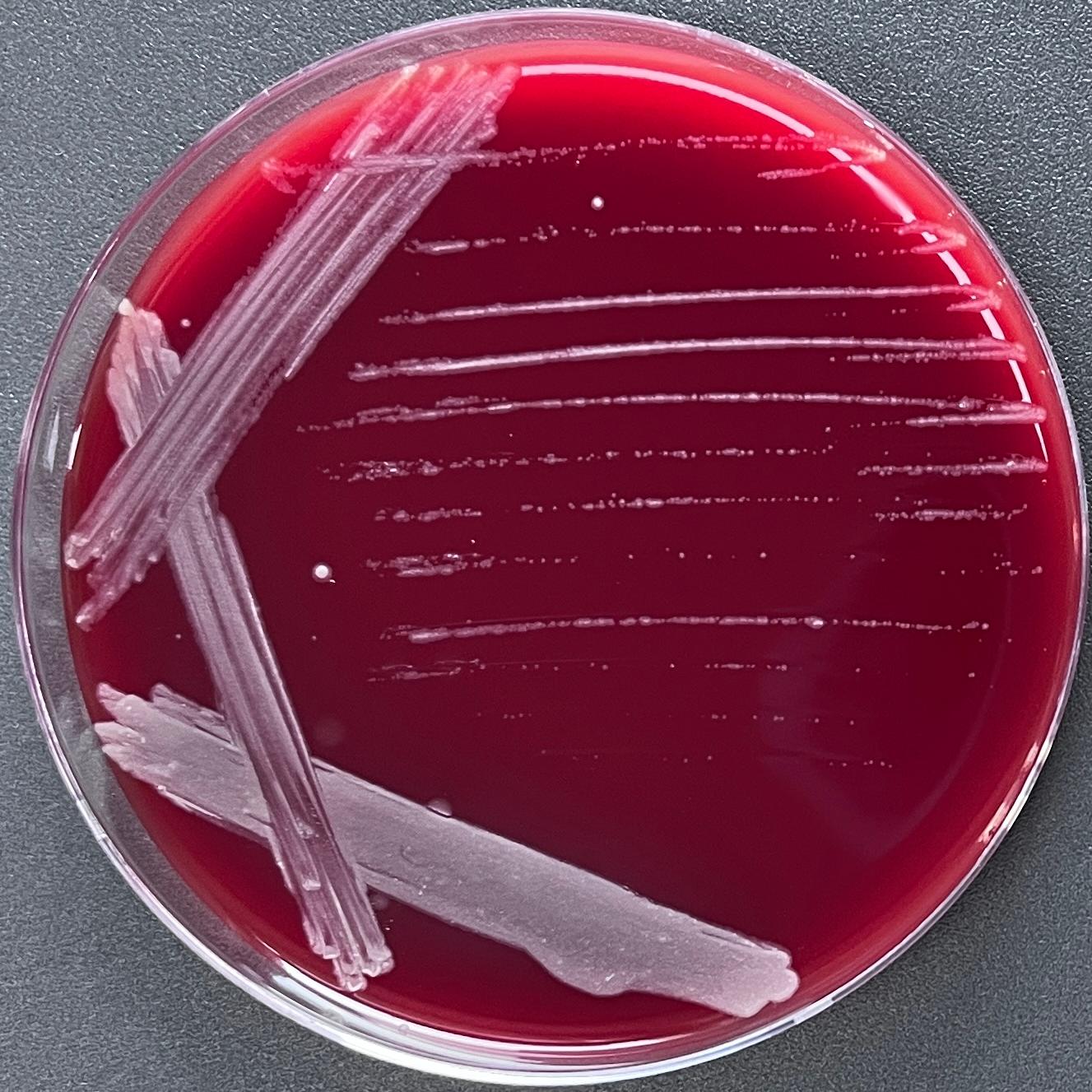 Bacteroides obargii-BNCC