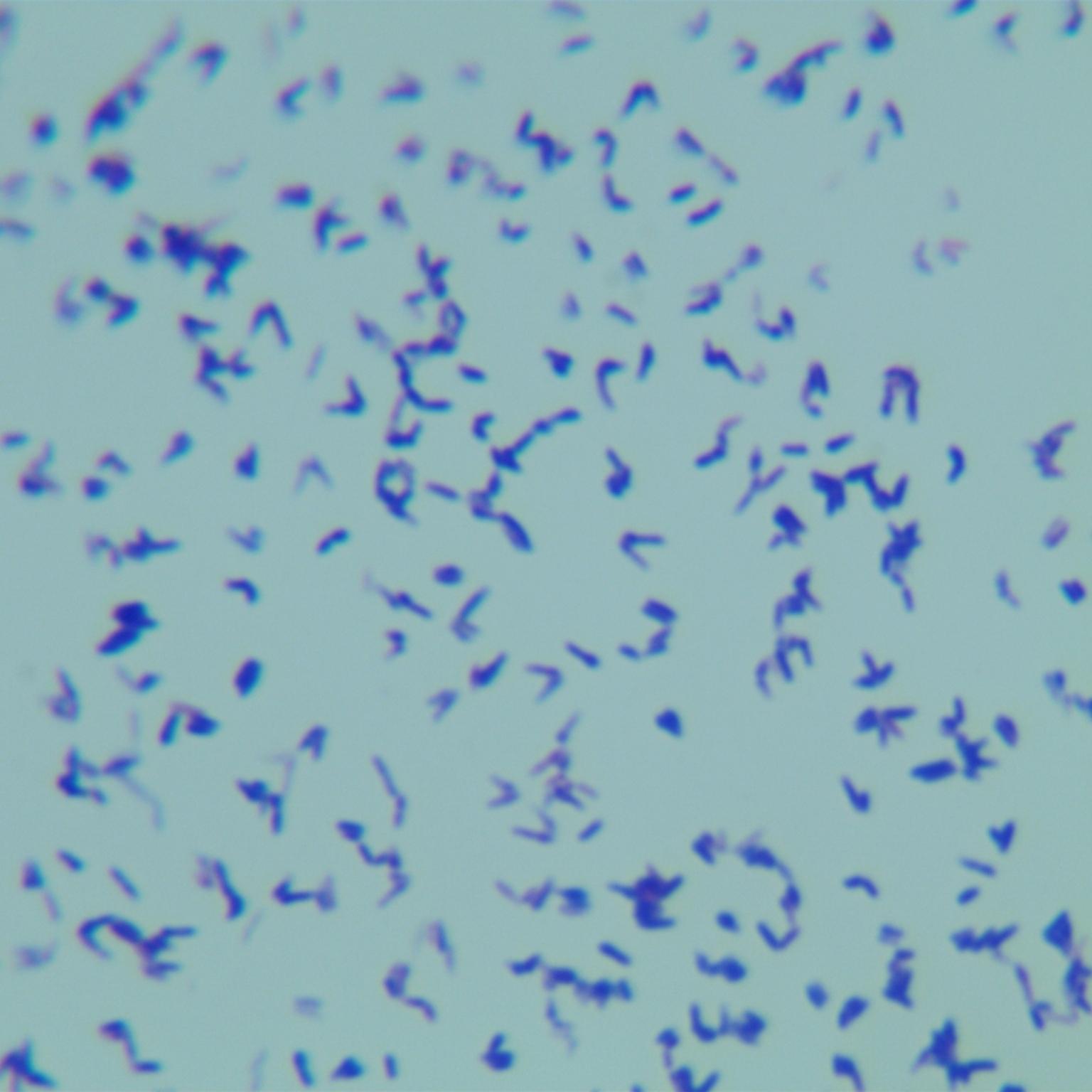 Pregnant Mycobacterium-BNCC