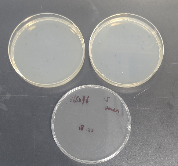 Canary mycobacteria-BNCC
