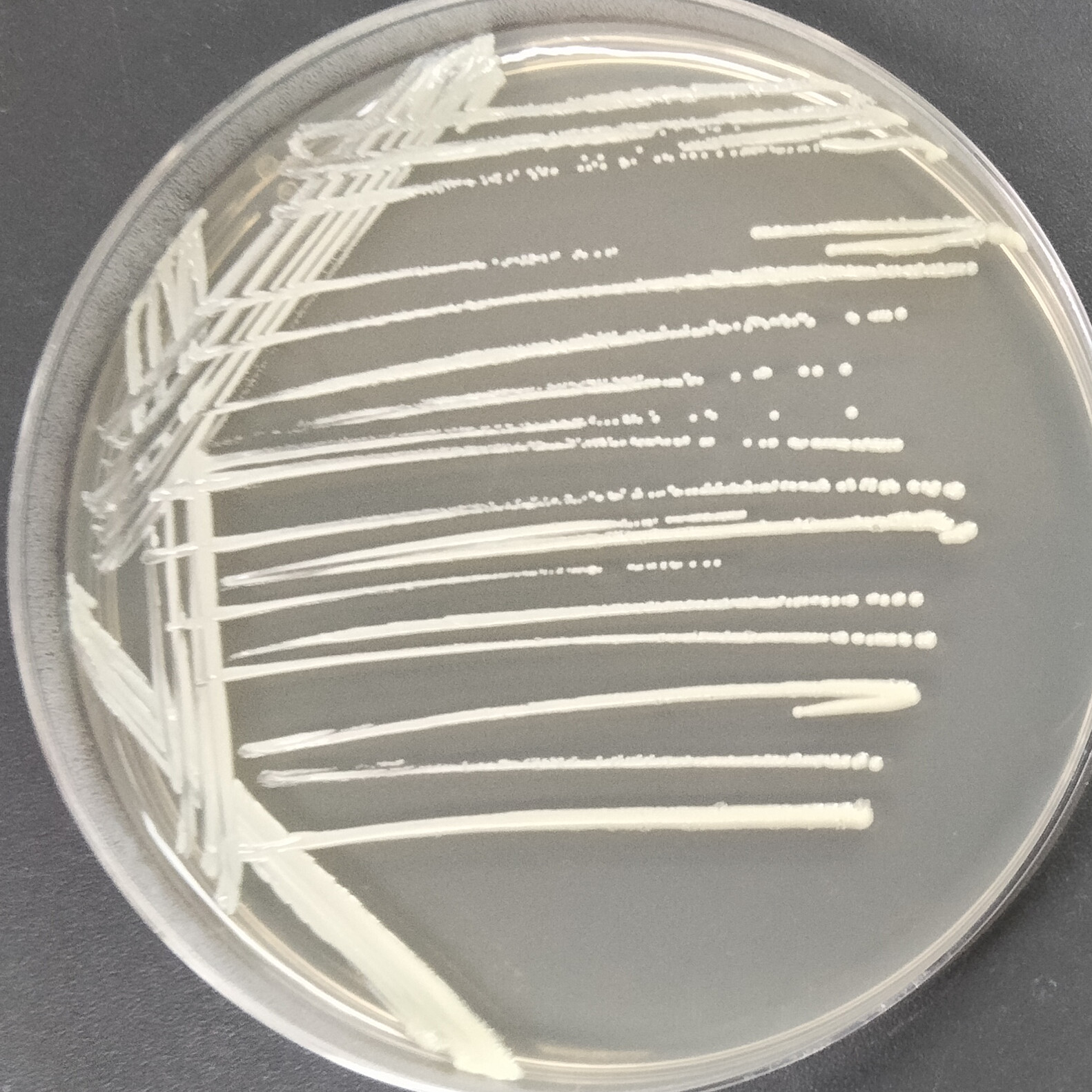 Porcine Mycobacterium-BNCC