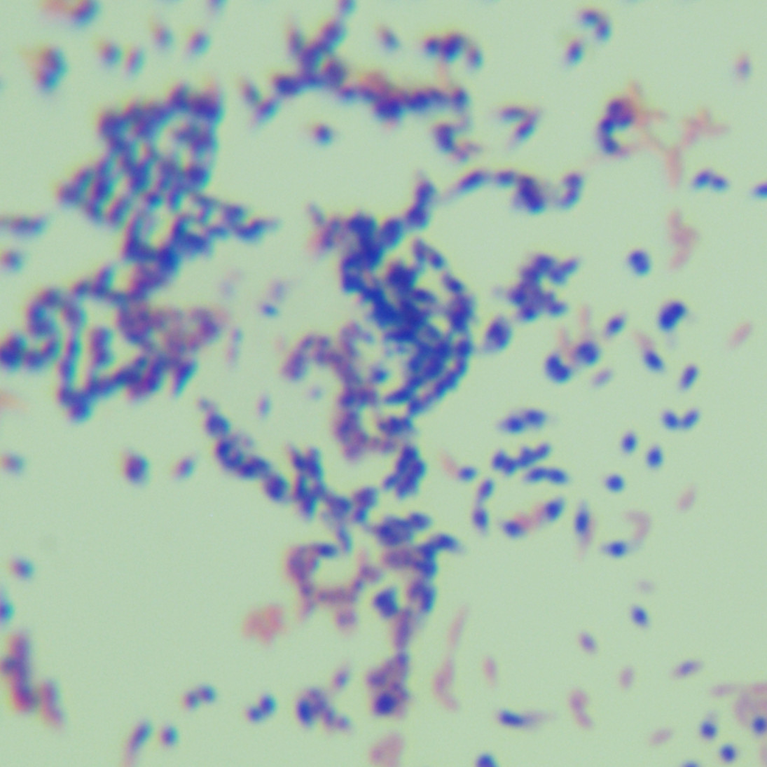 Porcine Mycobacterium-BNCC