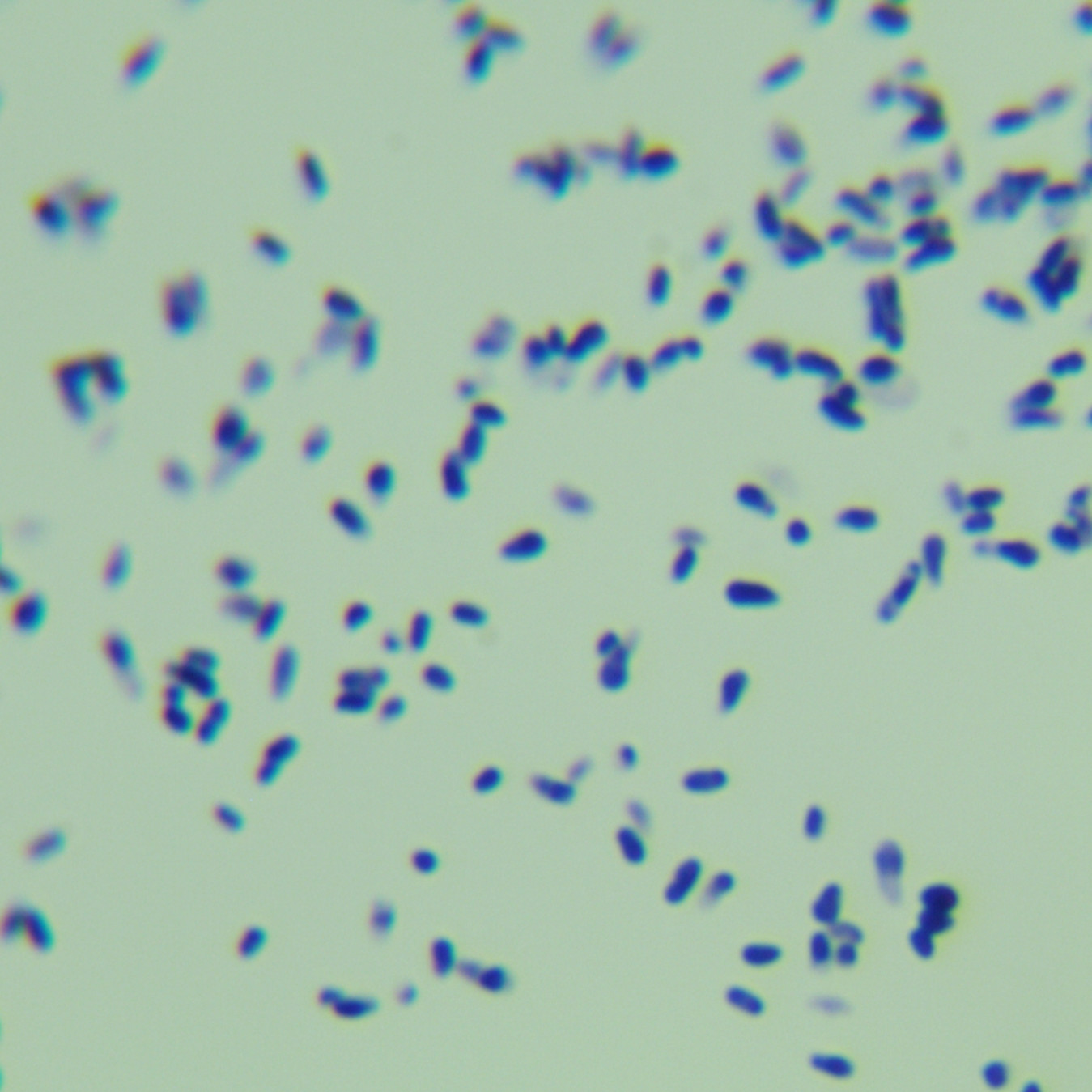 Ankona mycobacteria-BNCC