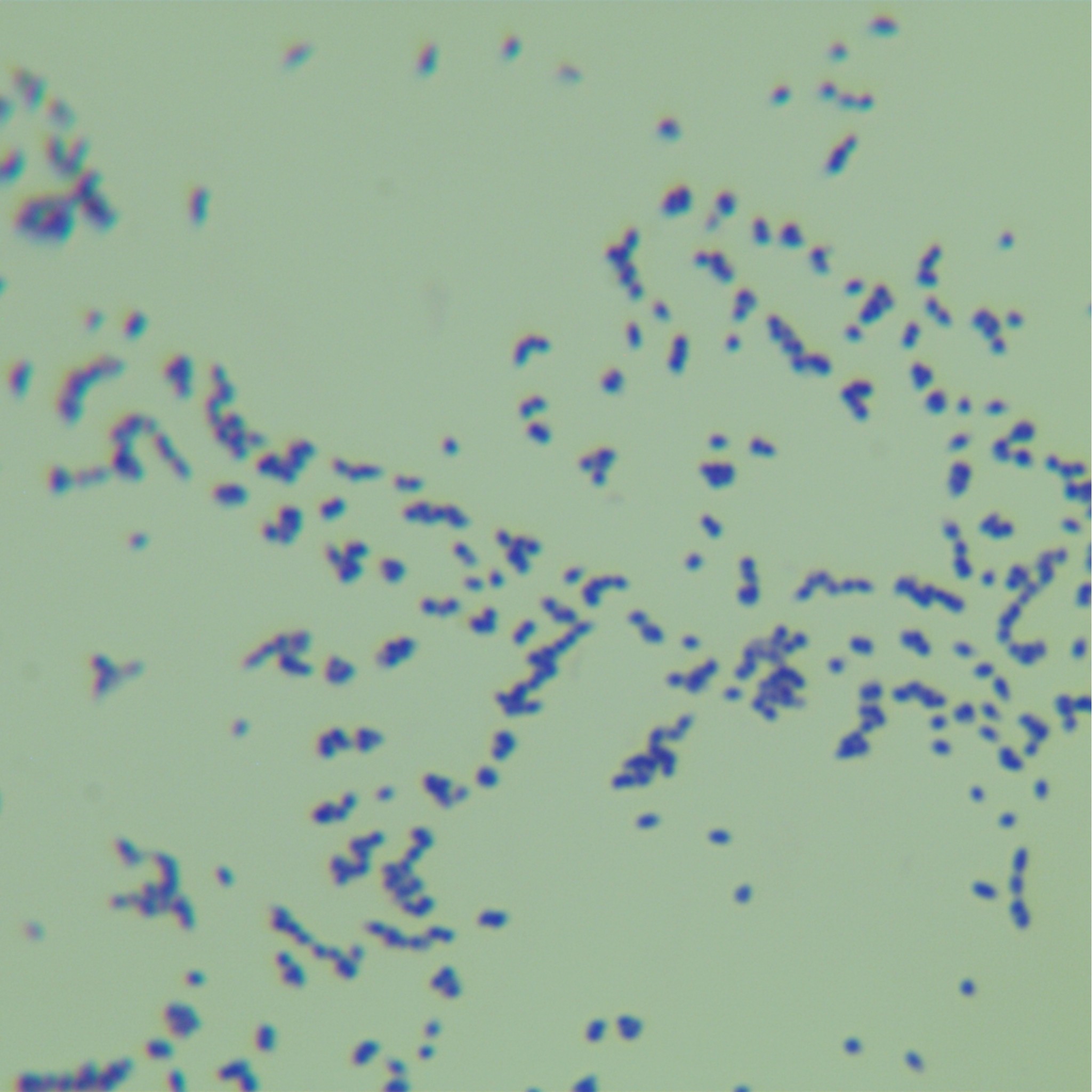 Fusarium oxysporum-BNCC
