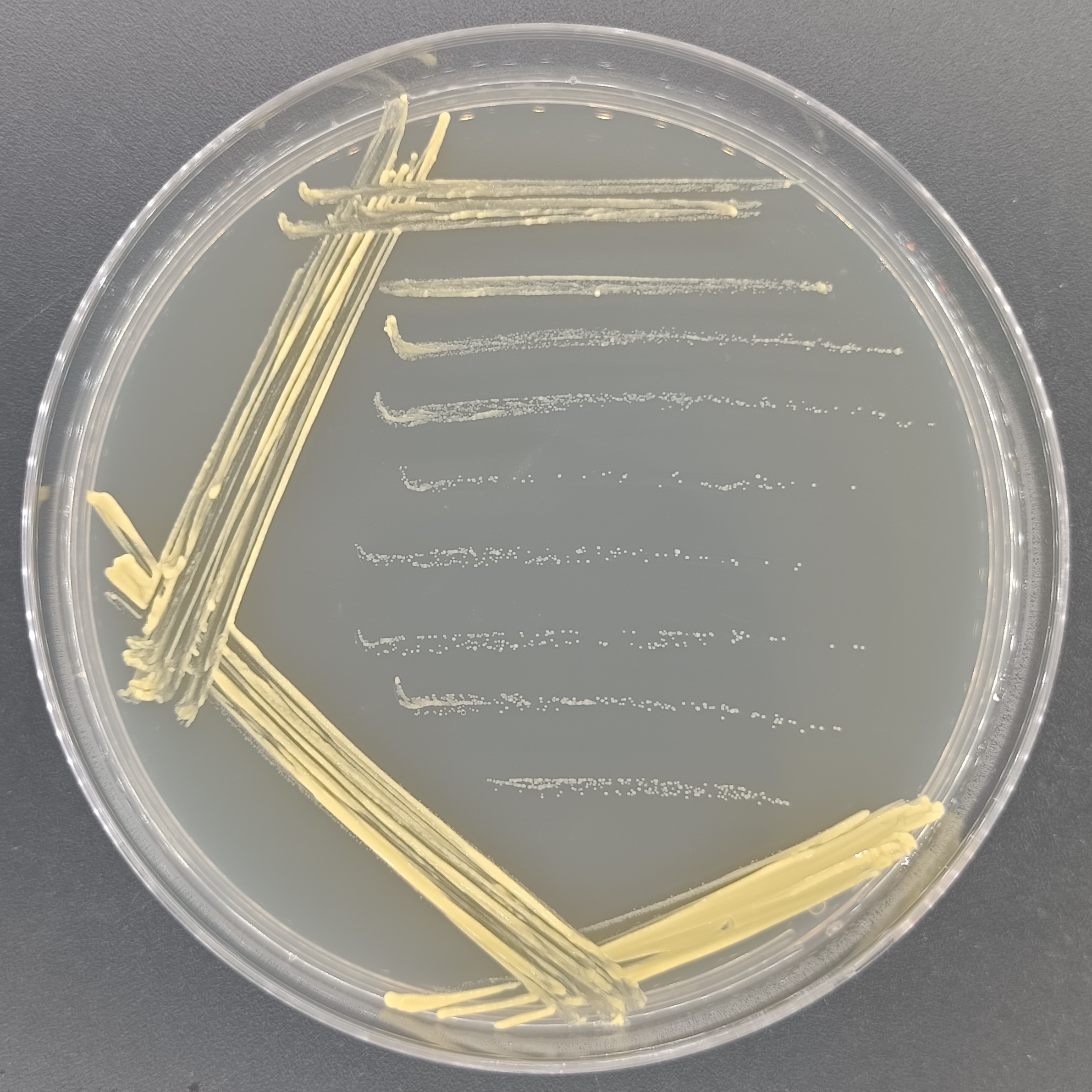 Fusarium oxysporum-BNCC