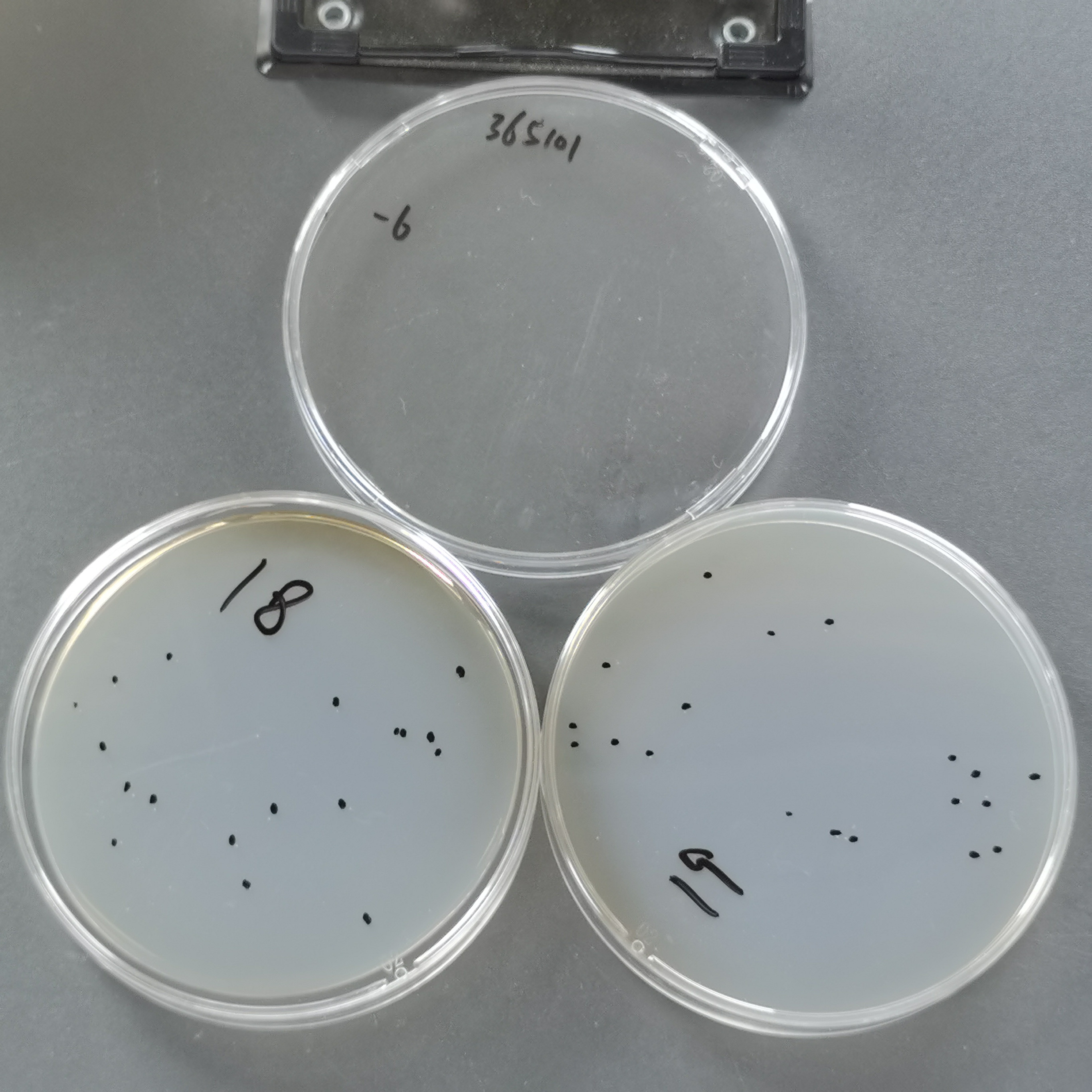 Slow growing yellow mycobacteria-BNCC