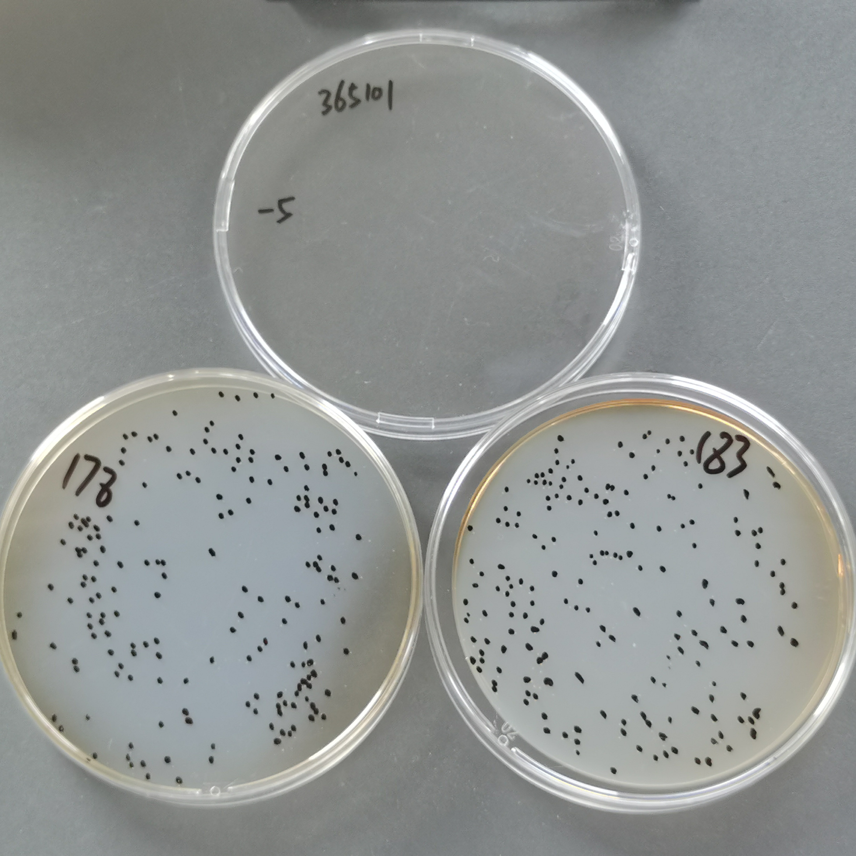 Slow growing yellow mycobacteria-BNCC
