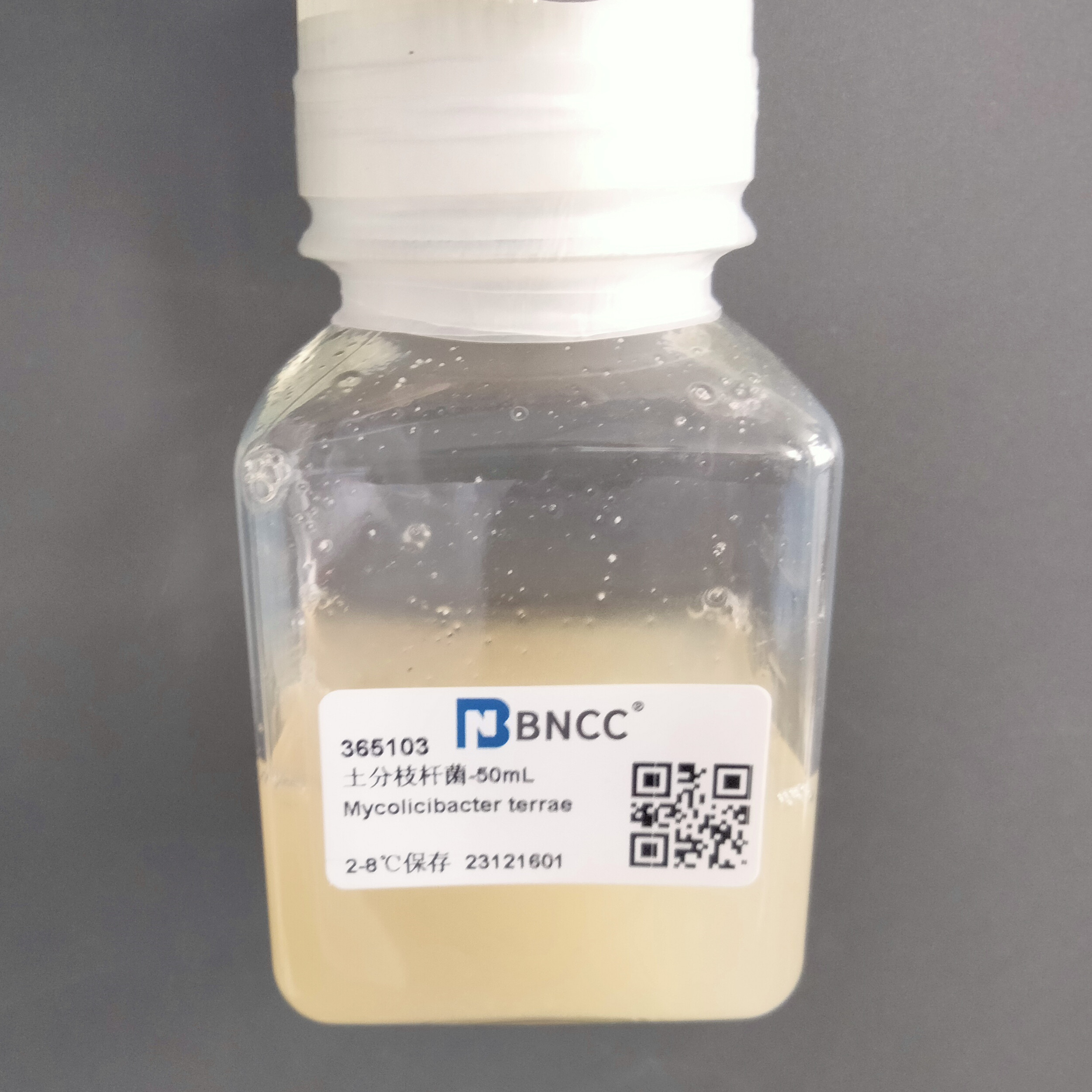 Mycobacterium tuberculosis-BNCC