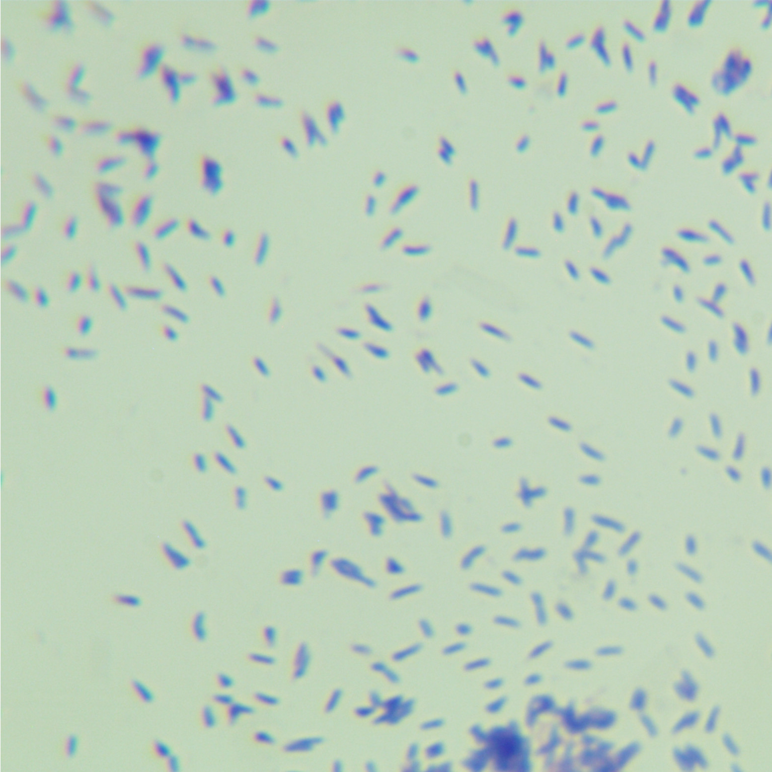 Mycobacterium tuberculosis-BNCC