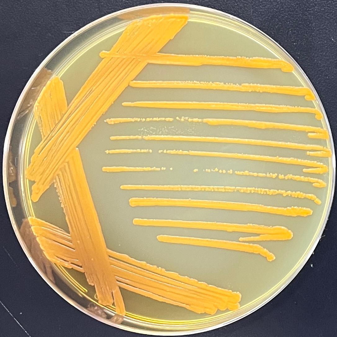 Wall mycobacteria-BNCC