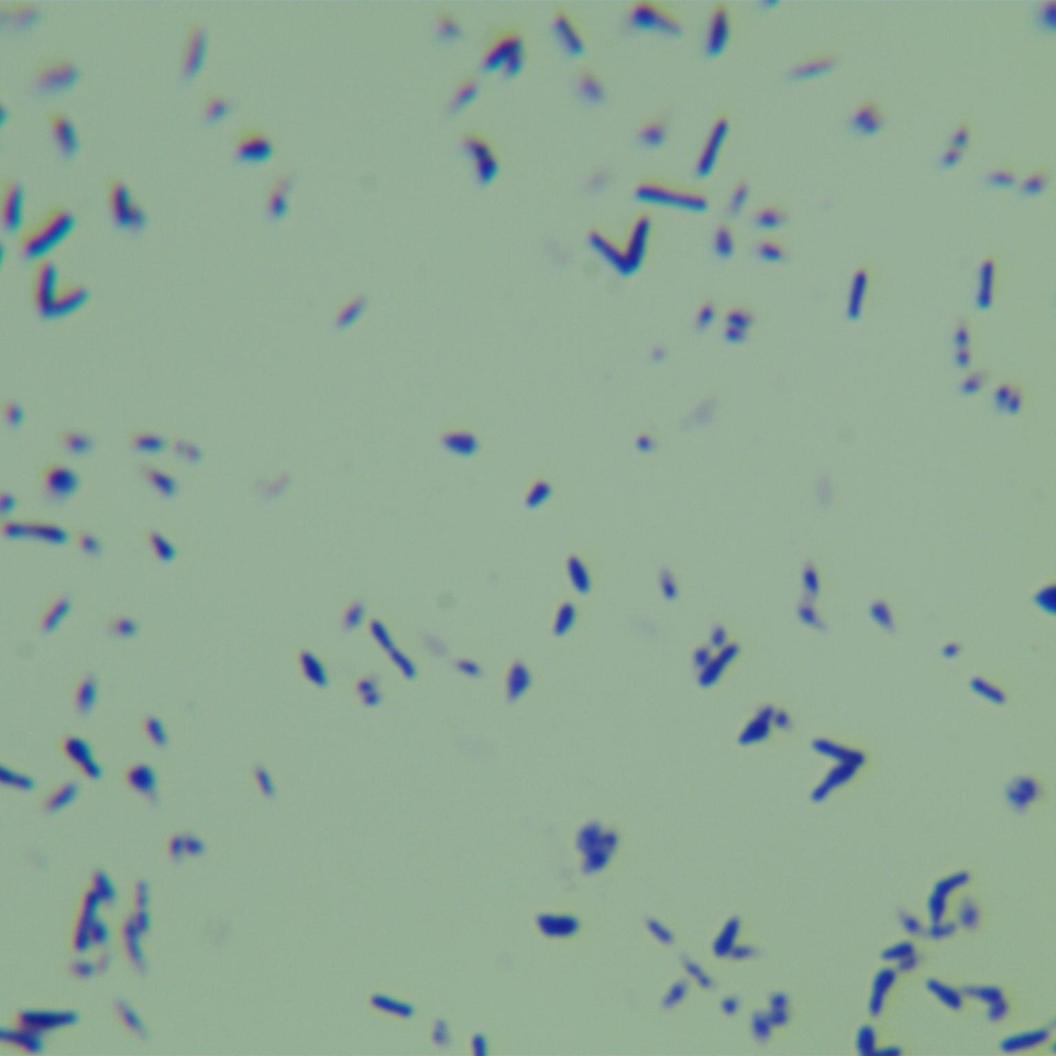 Wall mycobacteria-BNCC