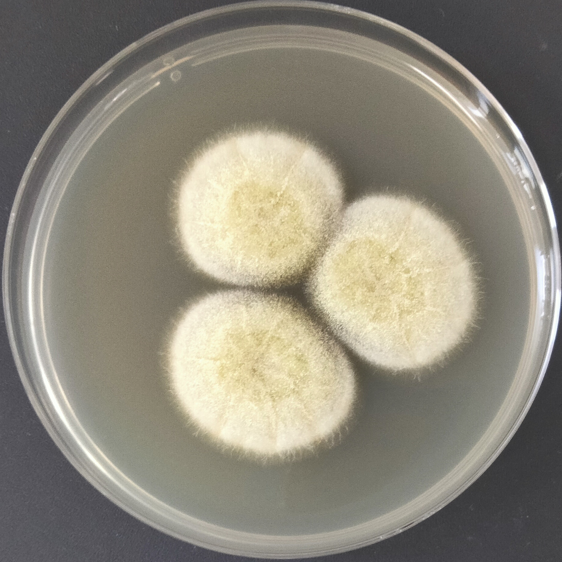 Aspergillus niger-BNCC