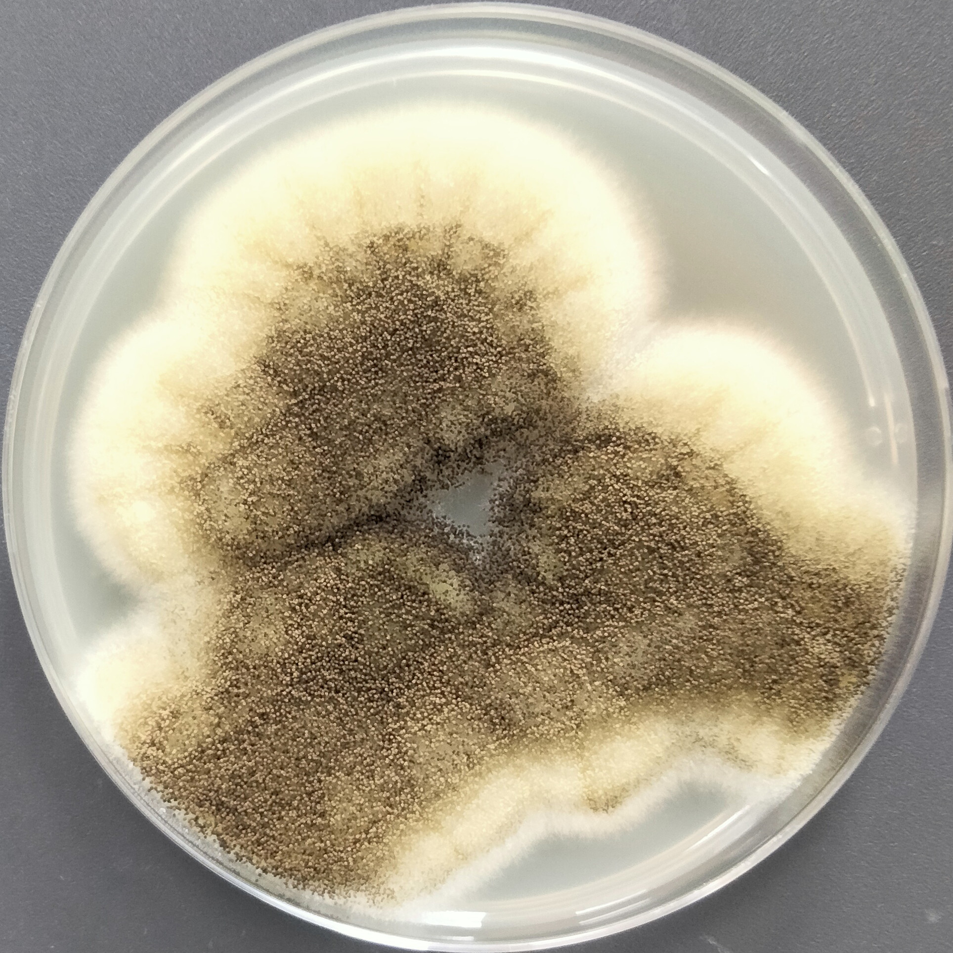 Aspergillus niger-BNCC