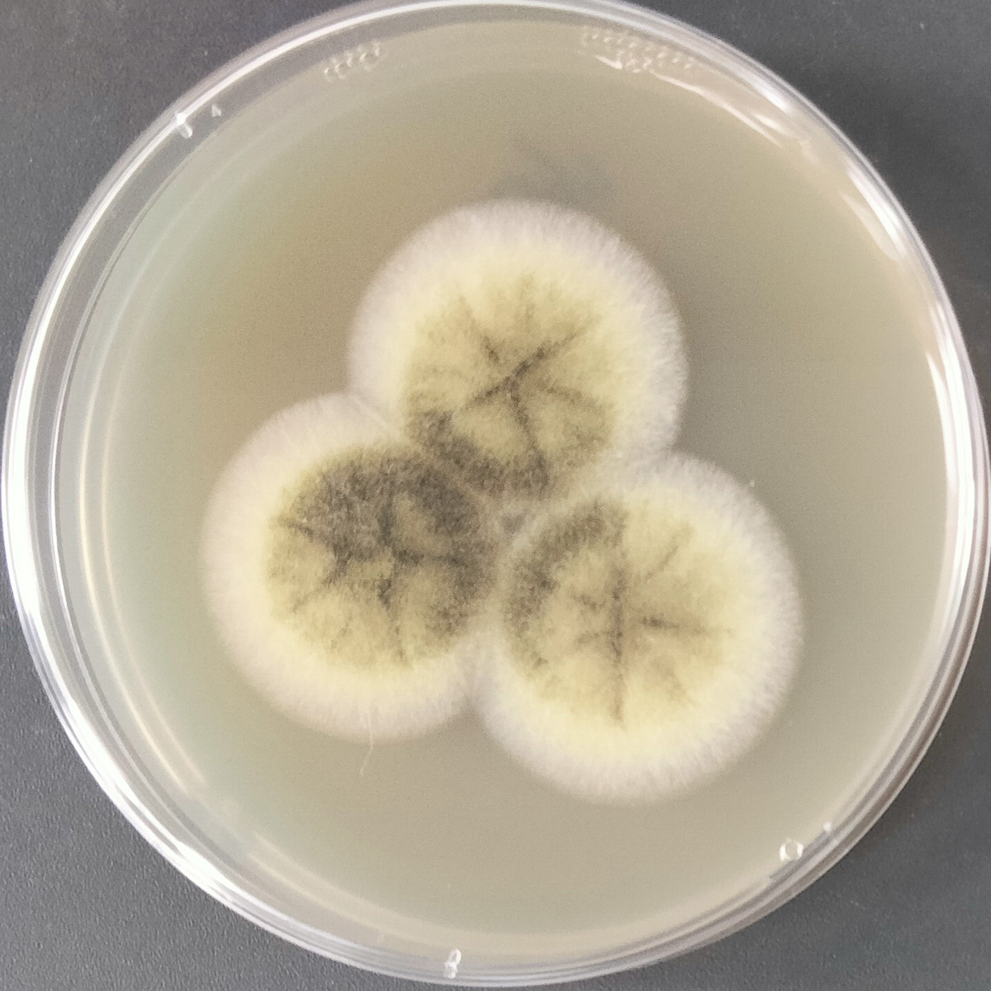 Aspergillus niger-BNCC