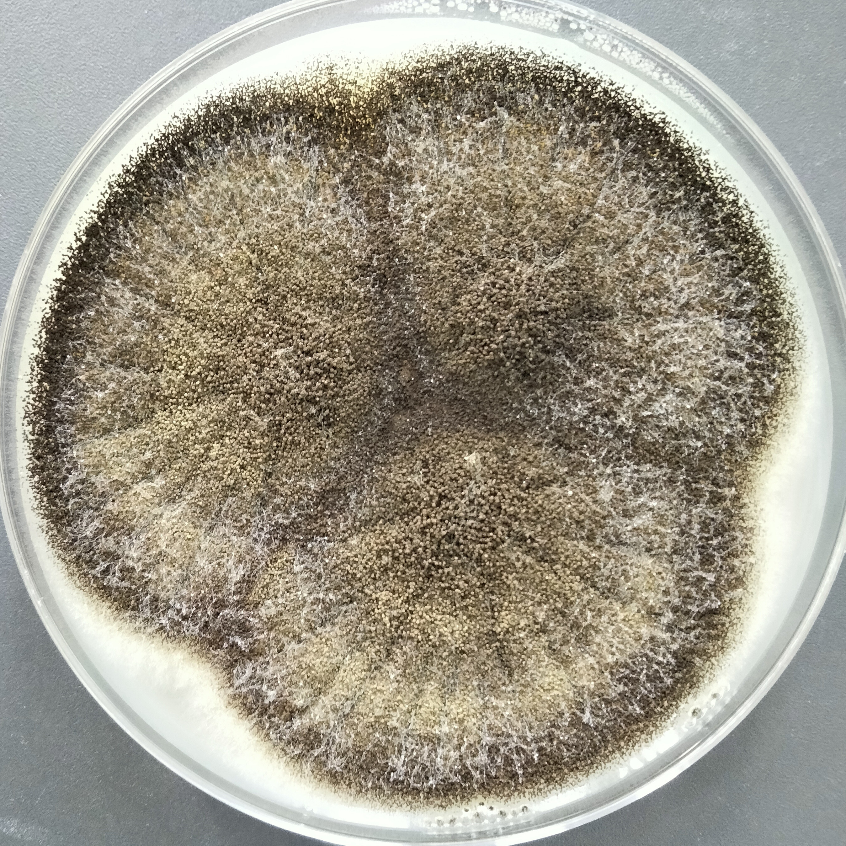Aspergillus niger-BNCC