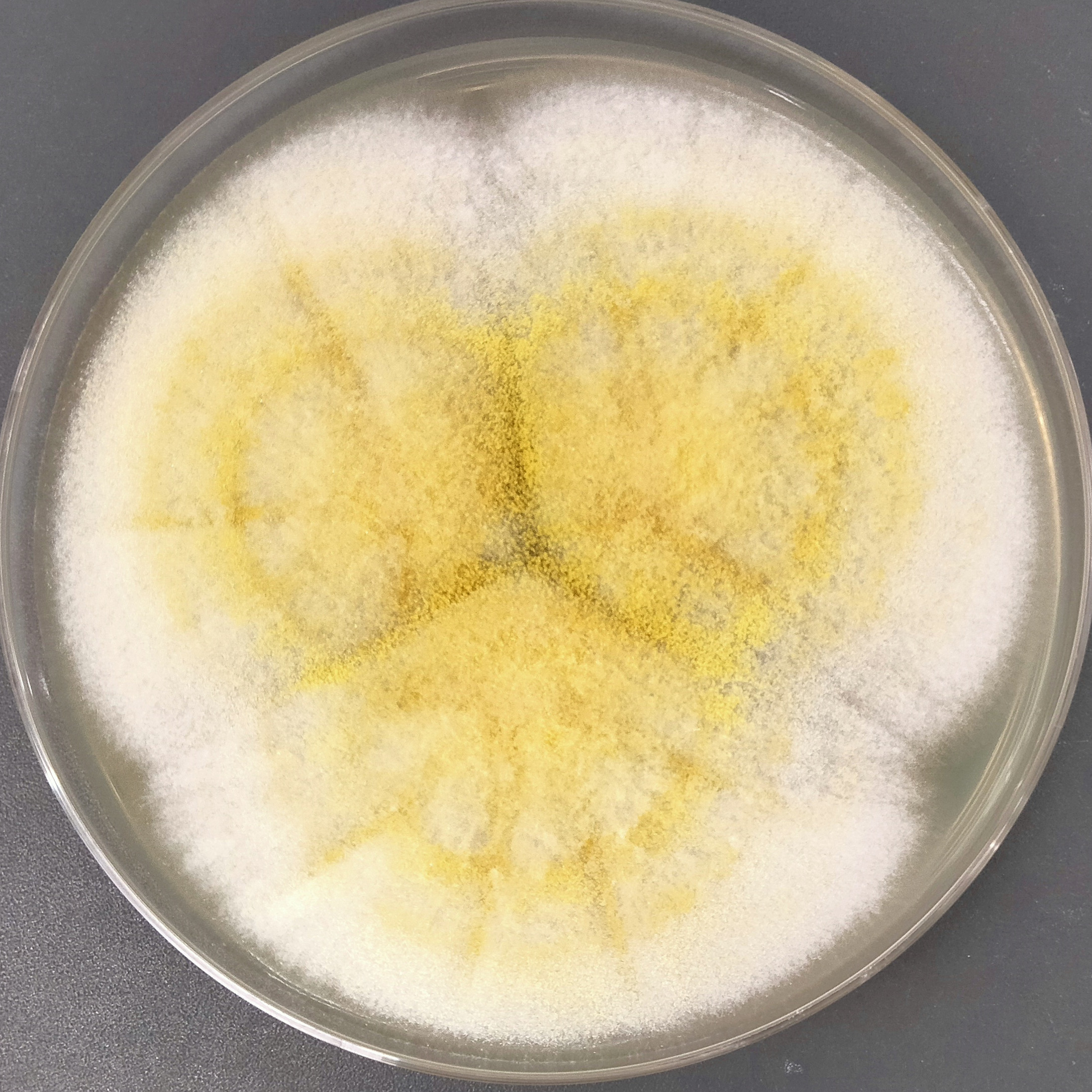 Aspergillus flavus-BNCC