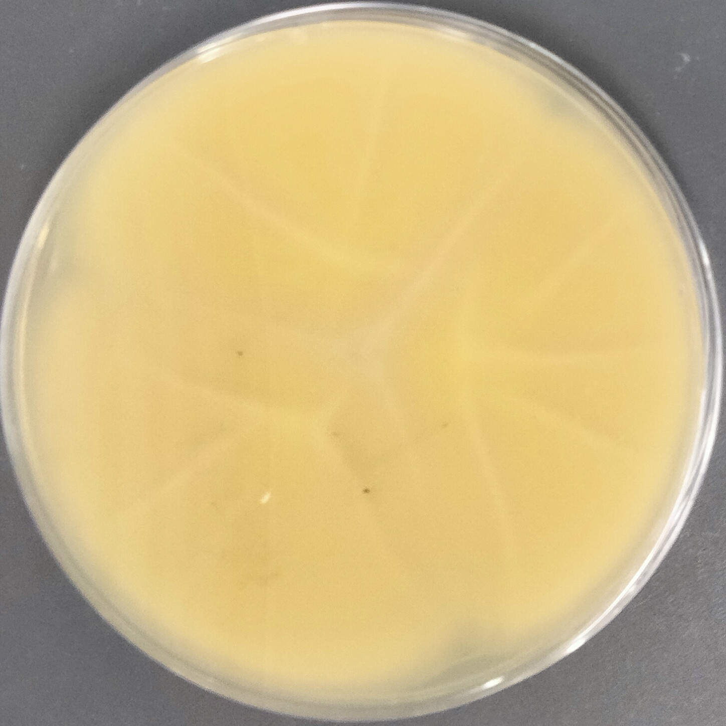Aspergillus flavus-BNCC