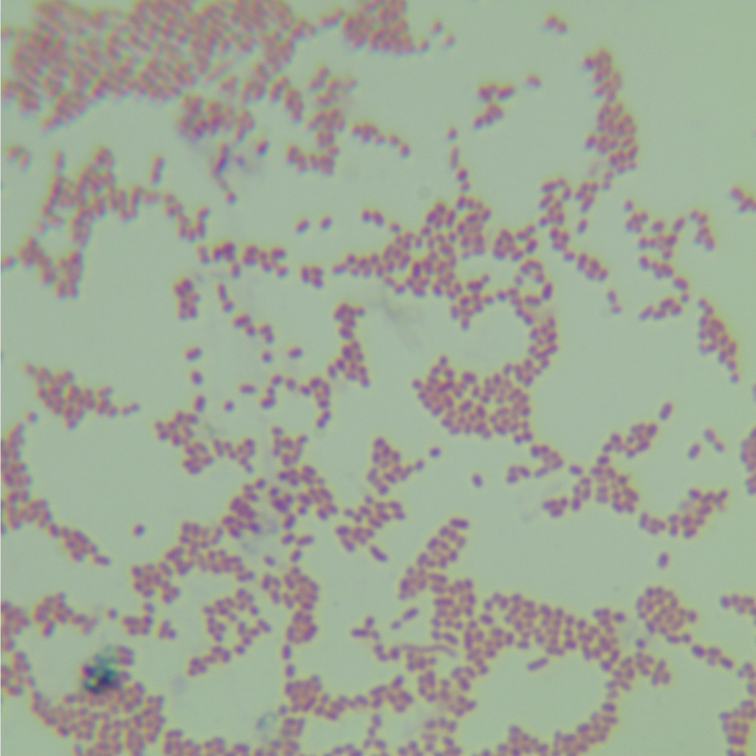 Enterobacter cloacae-BNCC