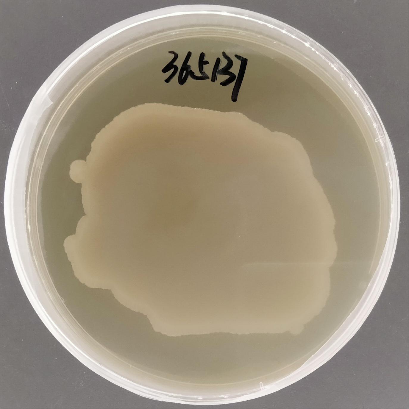 Enterobacter cloacae-BNCC